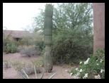 Lone Saguaro