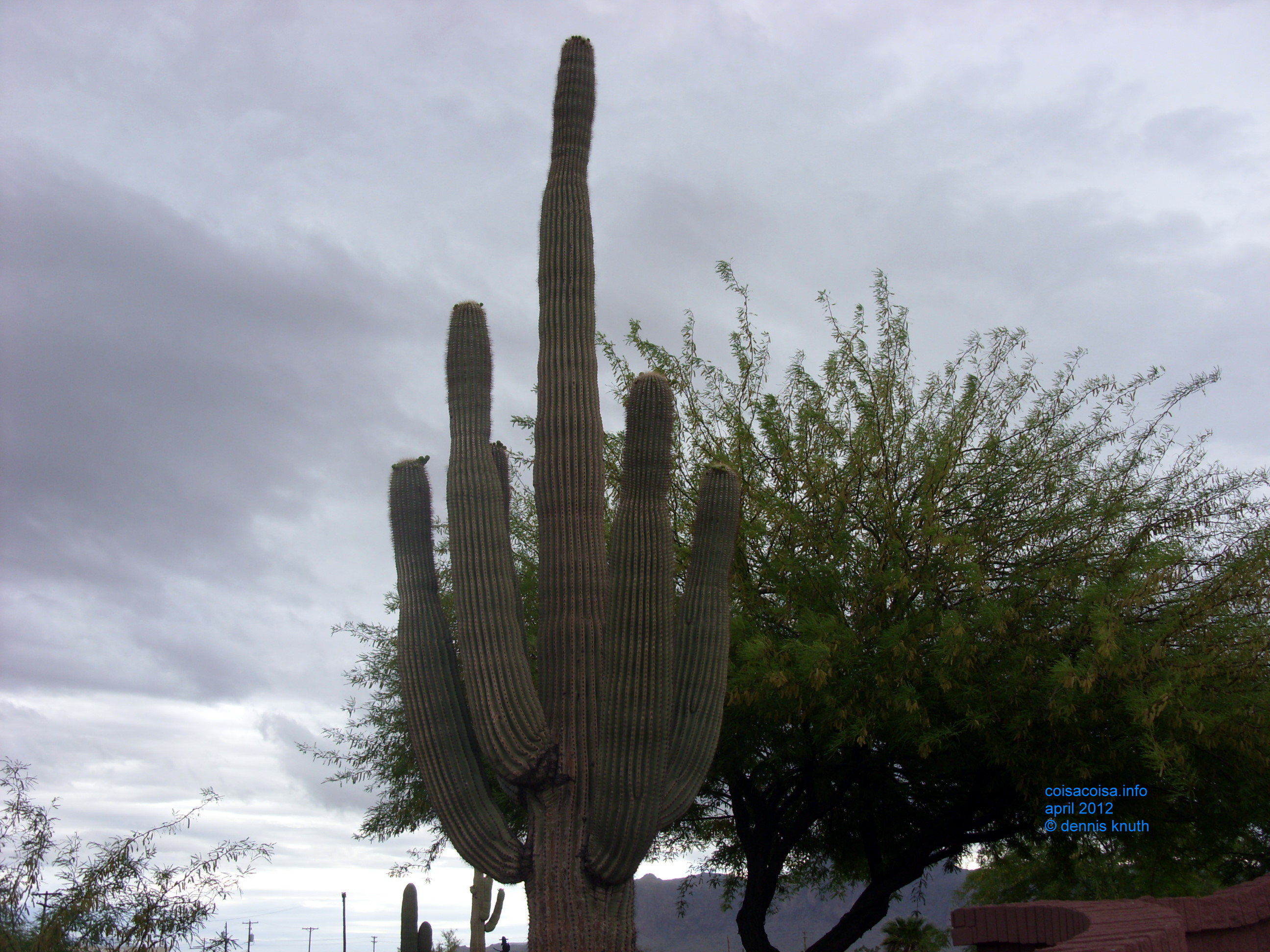 2012_04_26_a_superstition_mountain_0010.jpg (large)