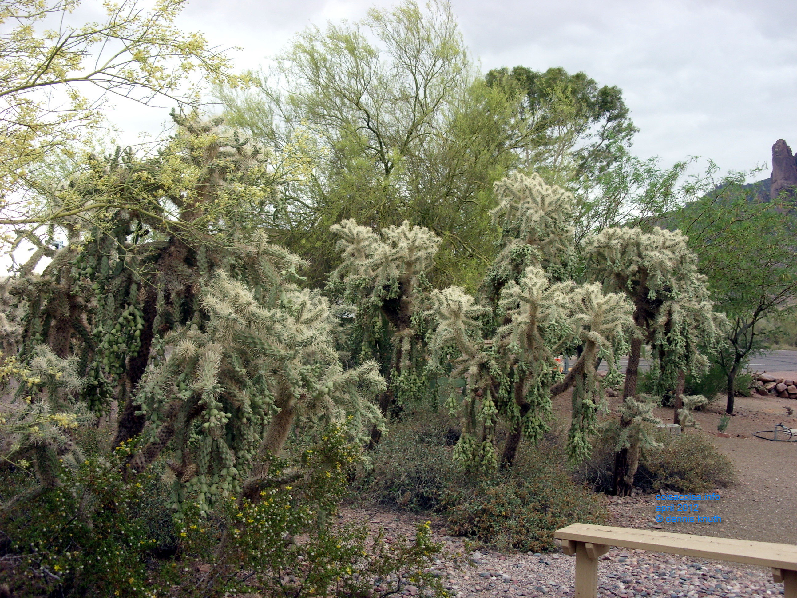 2012_04_26_a_superstition_mountain_0019.jpg (large)