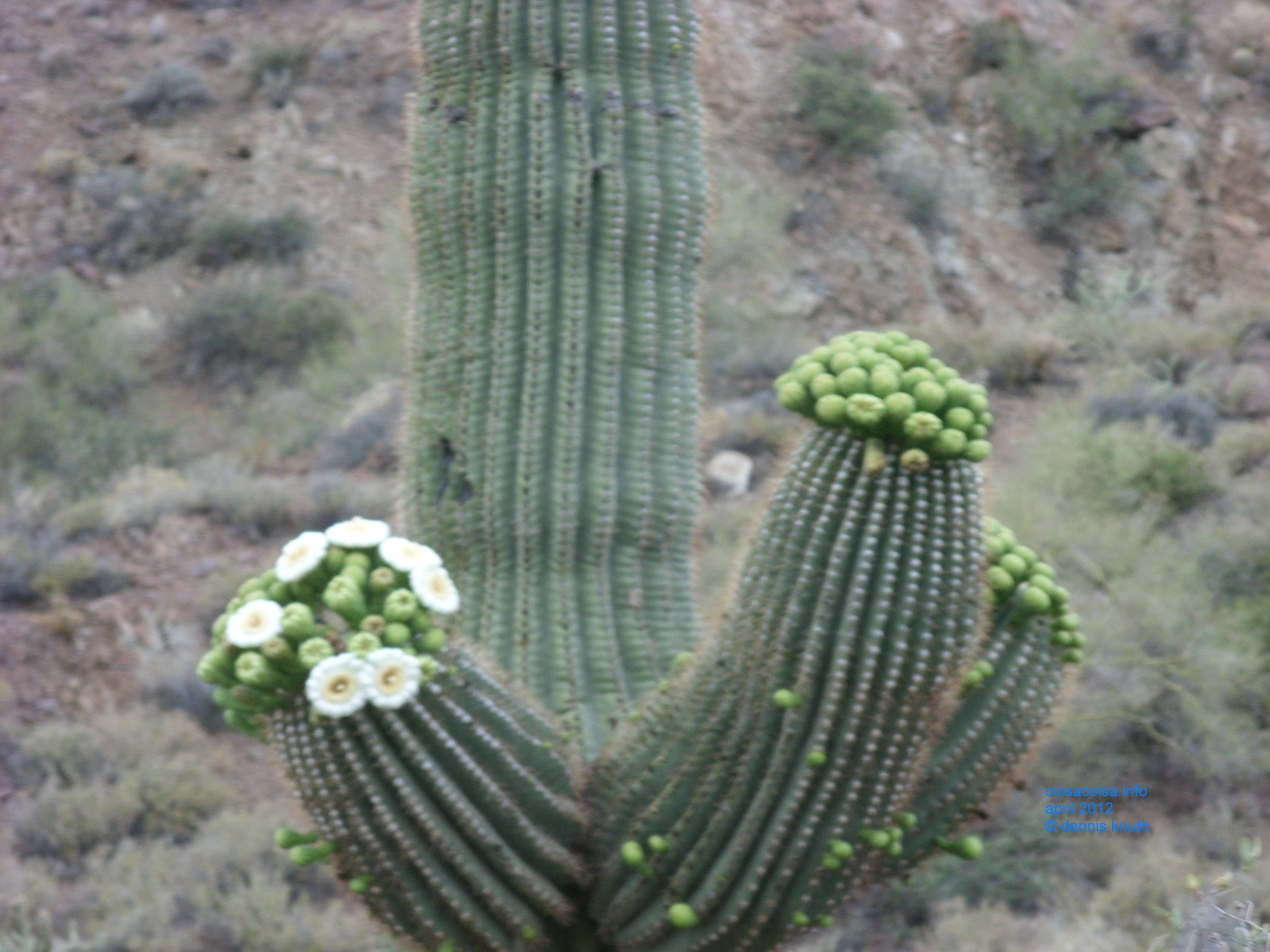 2012_04_26_b_apache_trail_tortilla_flat_0008.jpg (large)