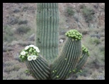 2012_04_26_b_apache_trail_tortilla_flat_0008.jpg