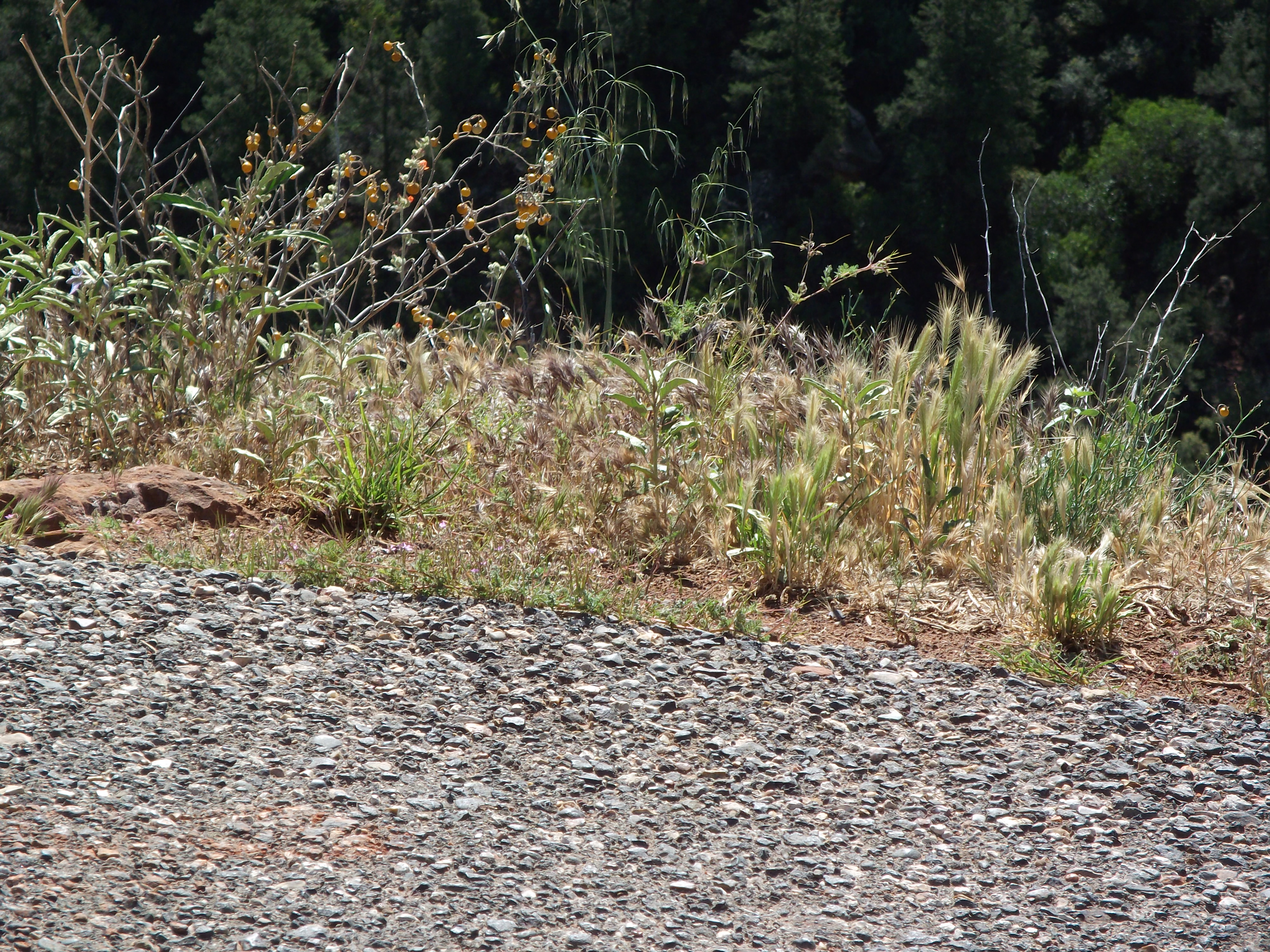 2012_04_27_oak_creek_canyon_sk_0001.jpg (large)