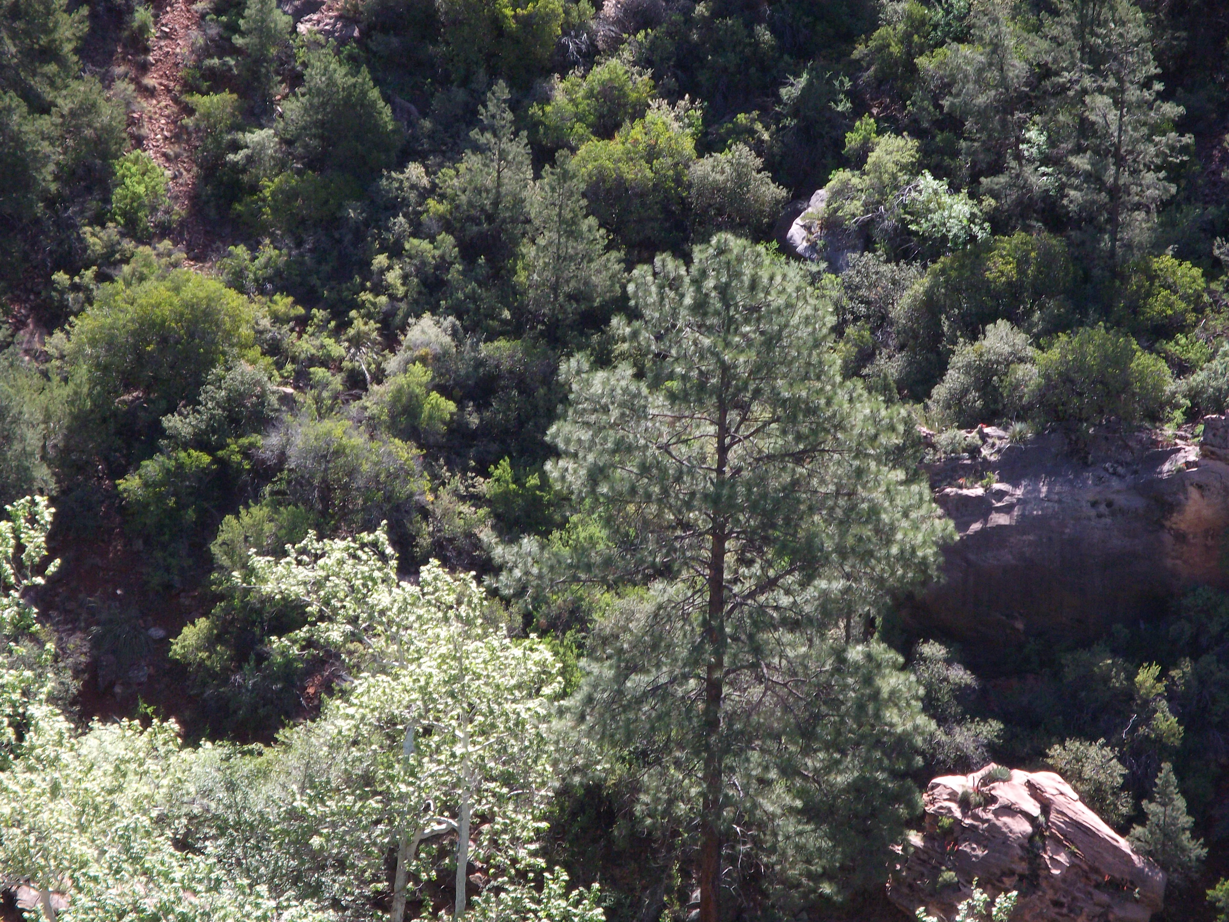 2012_04_27_oak_creek_canyon_sk_0005.jpg (large)