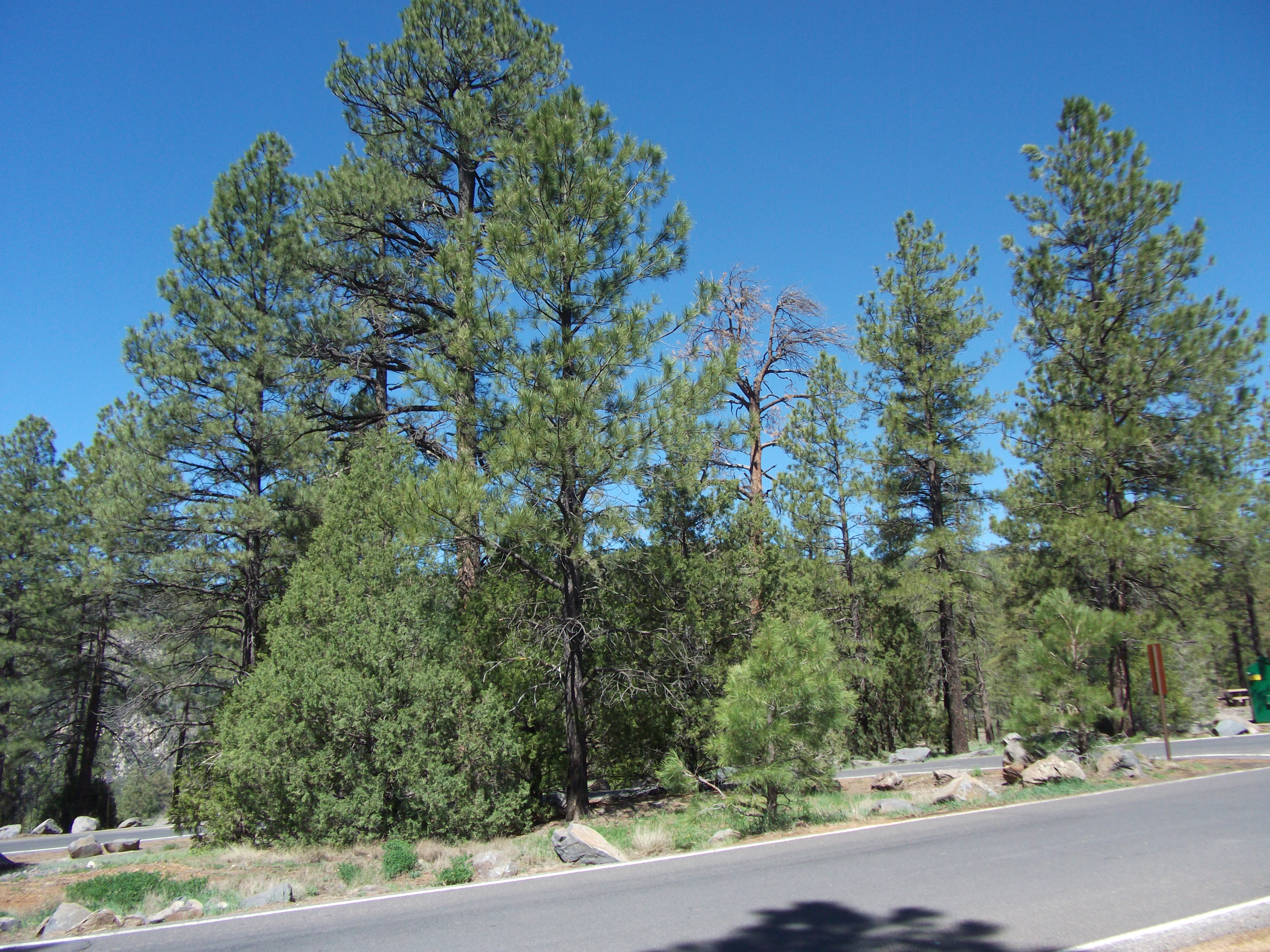 2012_04_27_oak_creek_canyon_sk_0049.jpg (large)