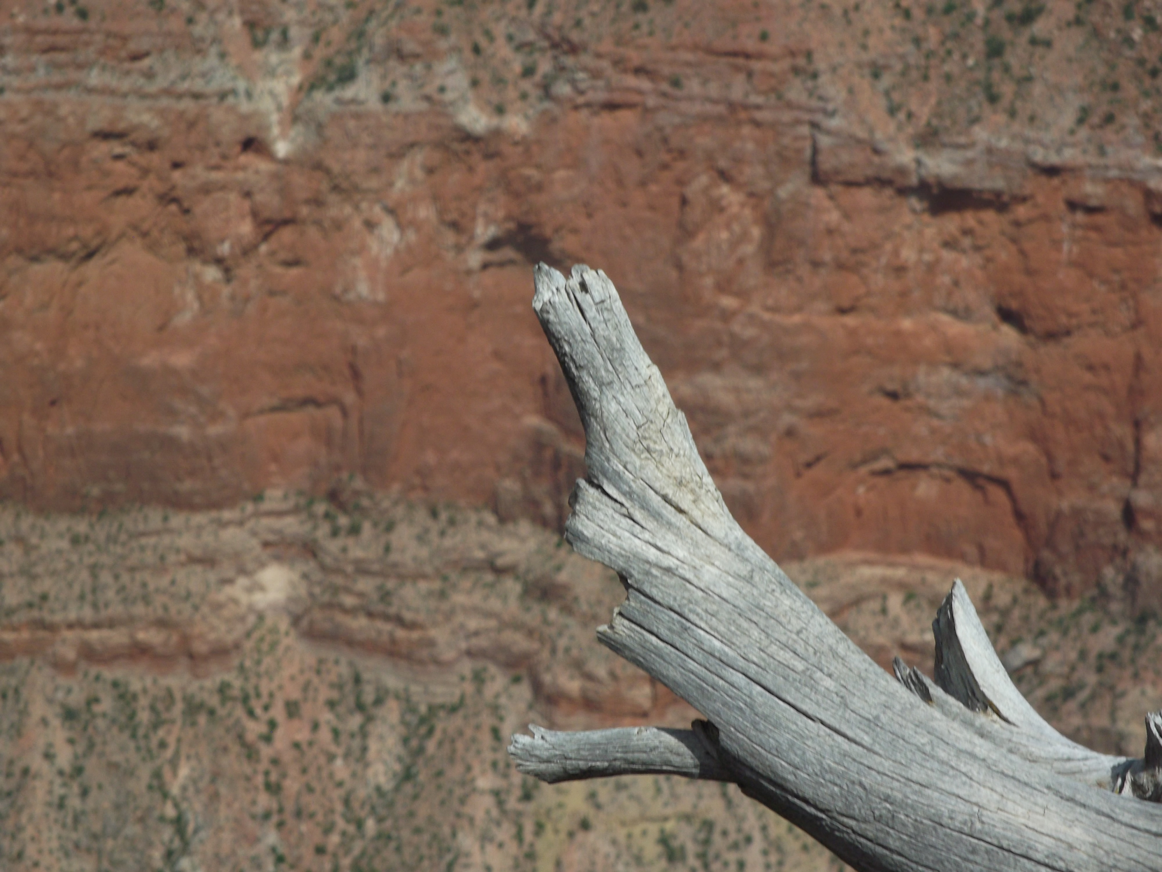 Log Sticking out over the Canyon