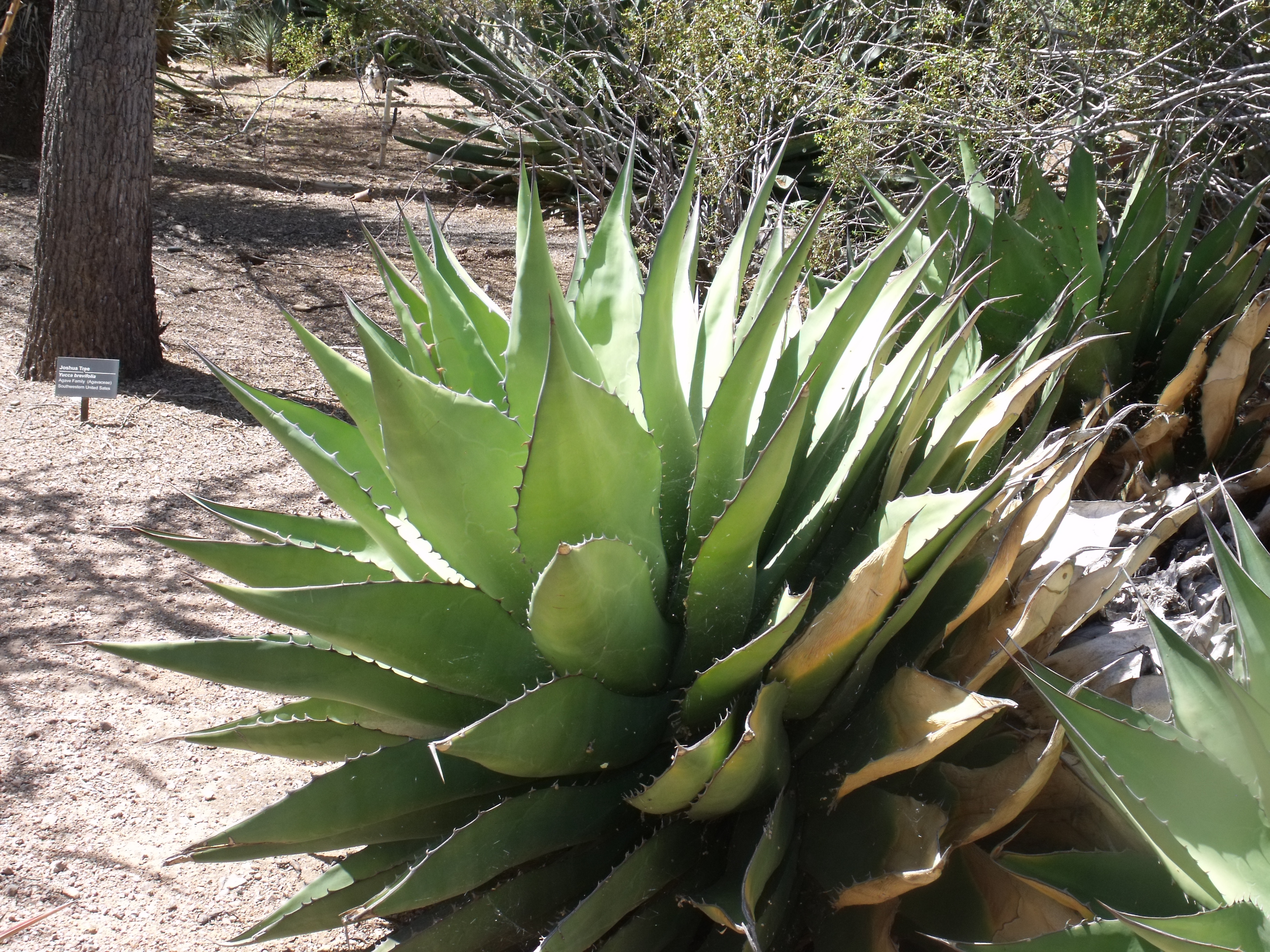 2012_04_28_botanical_dk_0003.jpg (large)