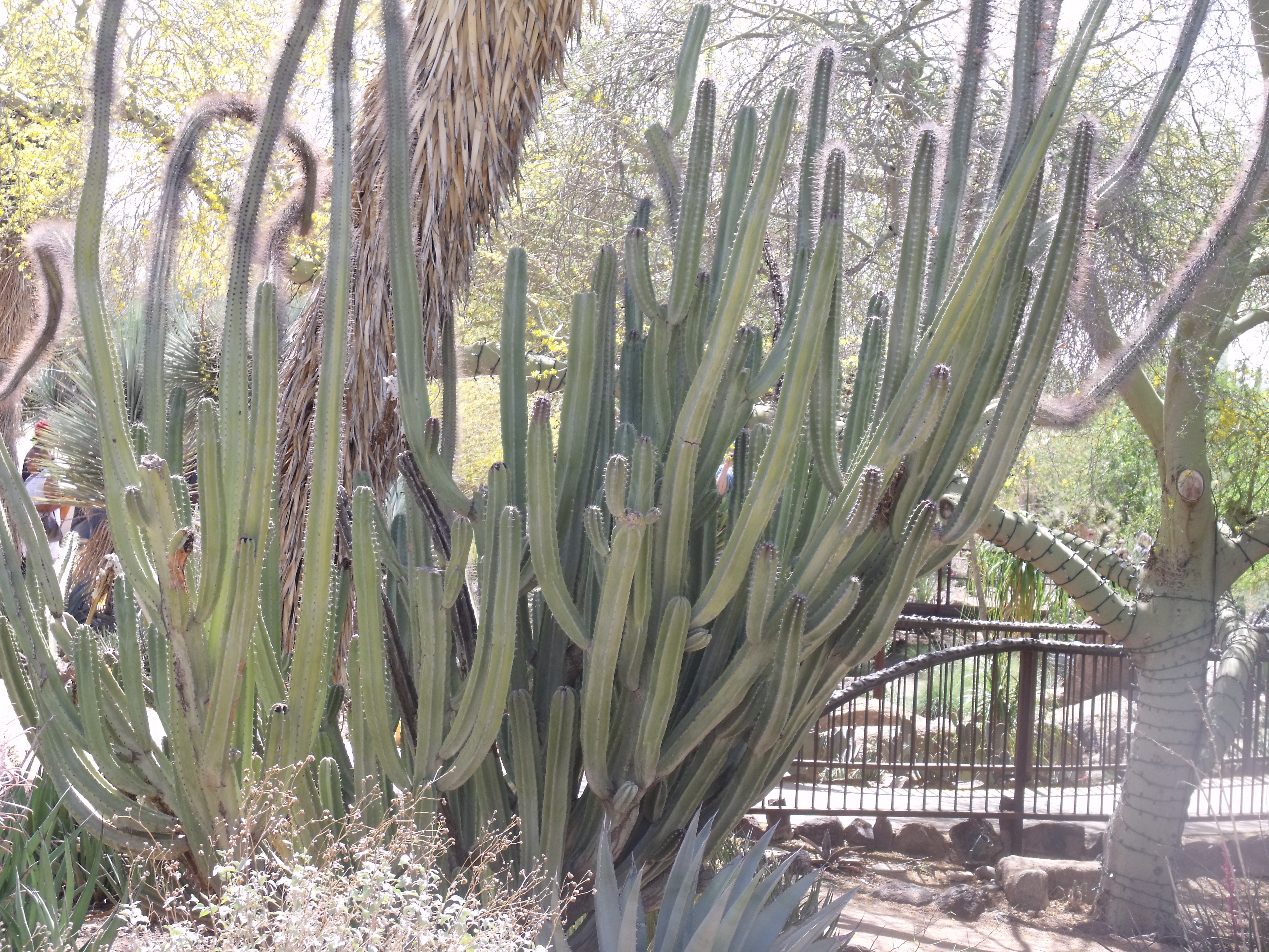 2012_04_28_botanical_dk_0005.jpg (large)