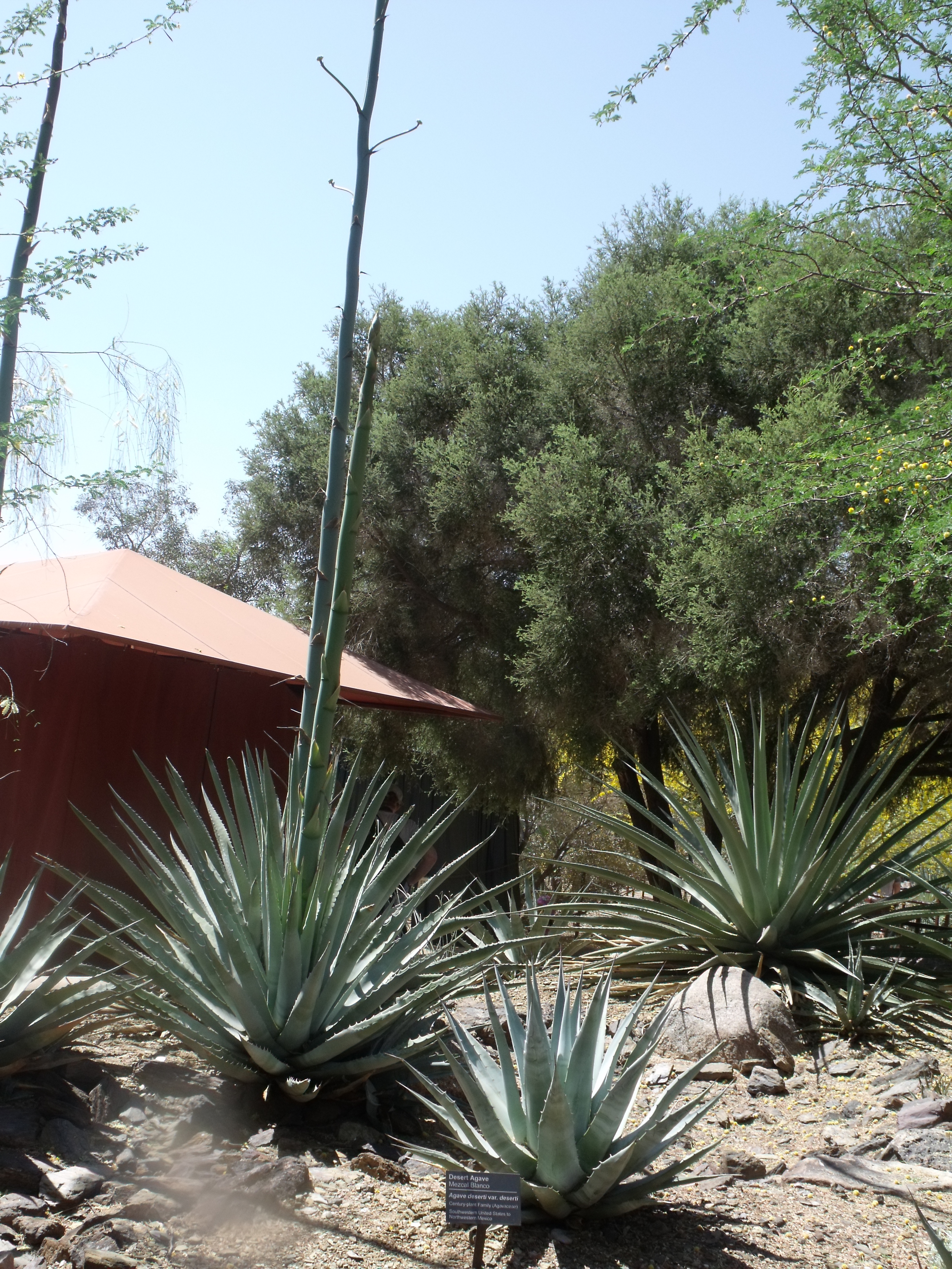 2012_04_28_botanical_dk_0008.jpg (large)