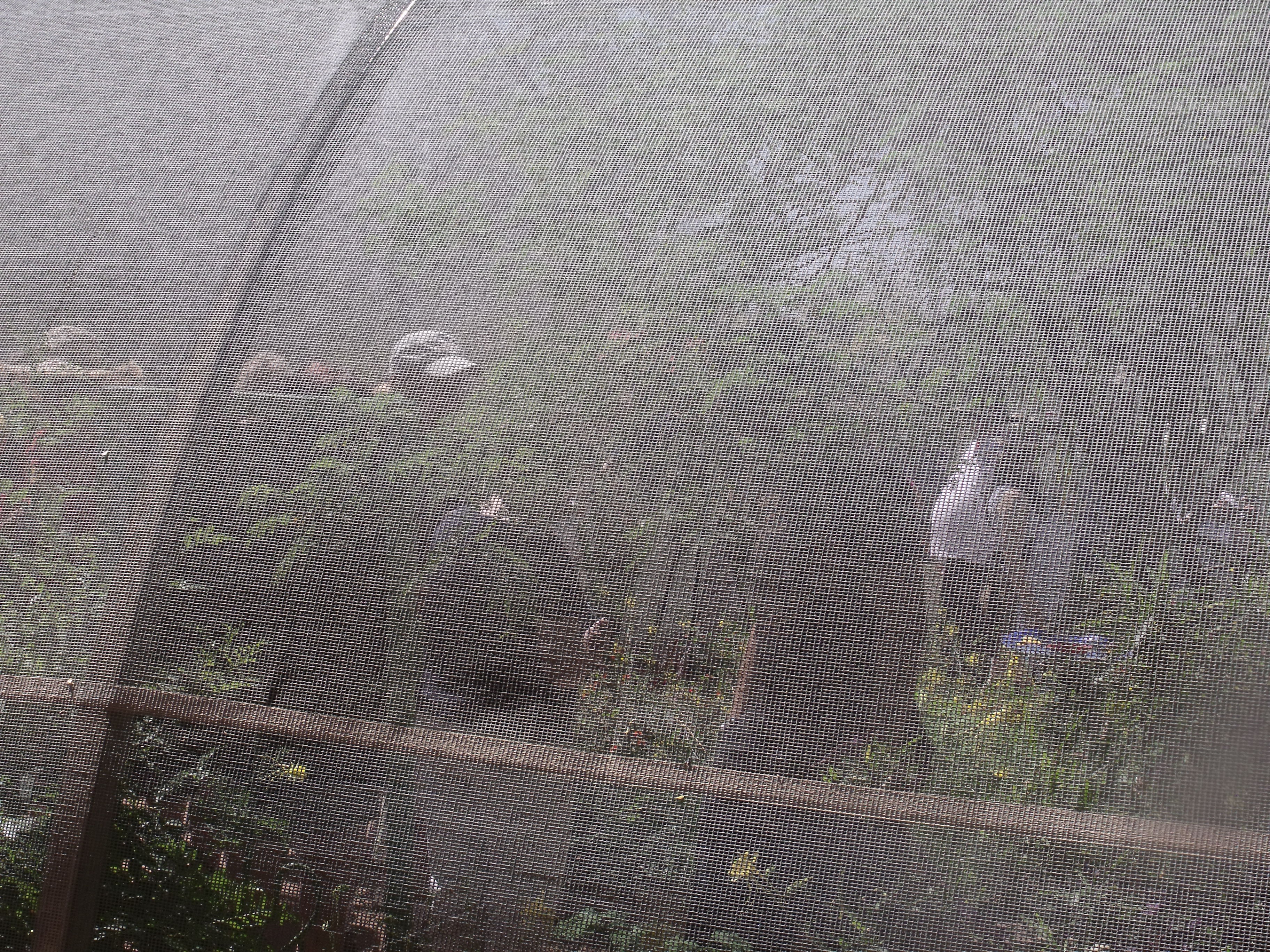 2012_04_28_botanical_dk_0010.jpg (large)