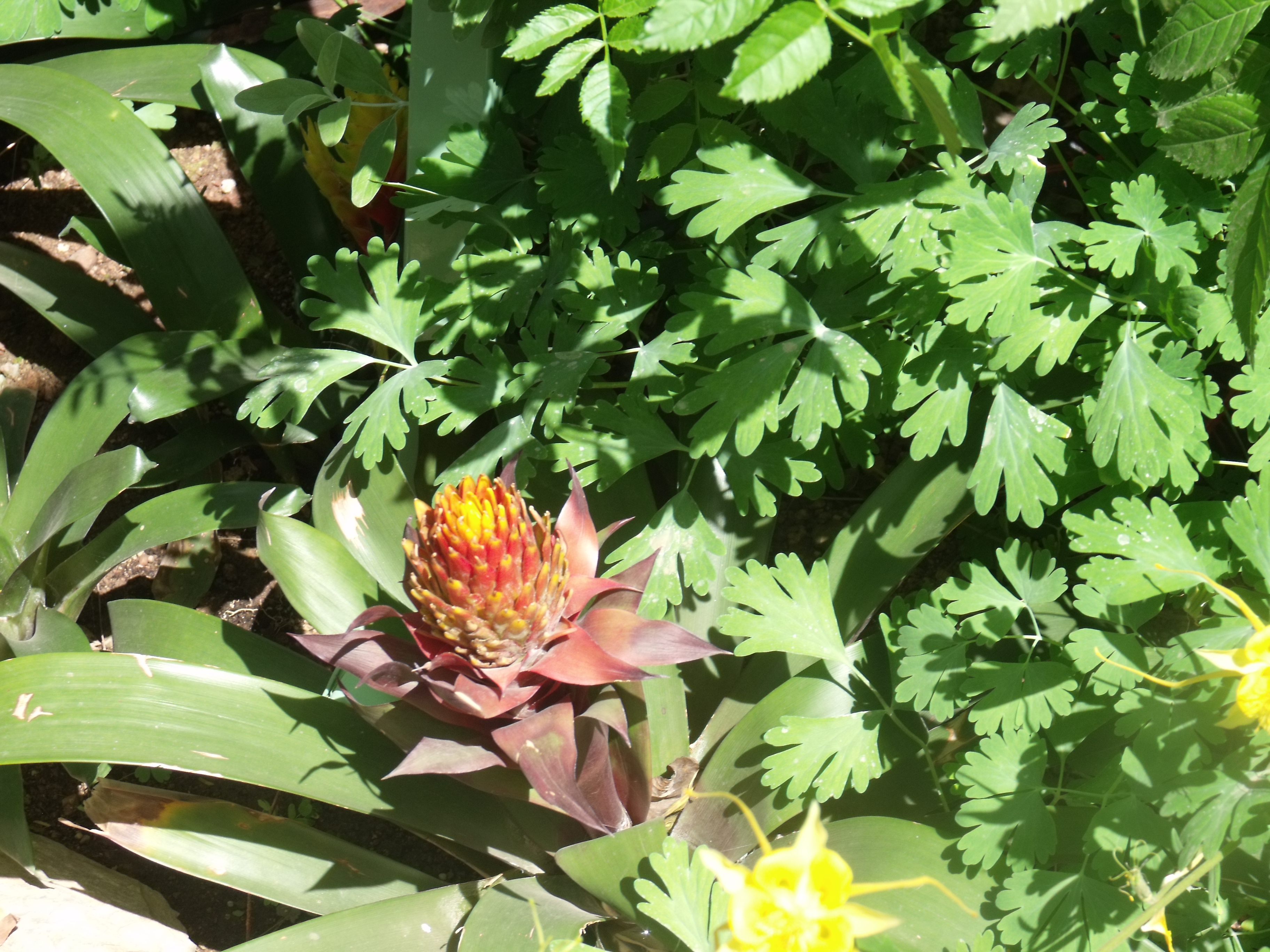 2012_04_28_botanical_dk_0011.jpg (large)