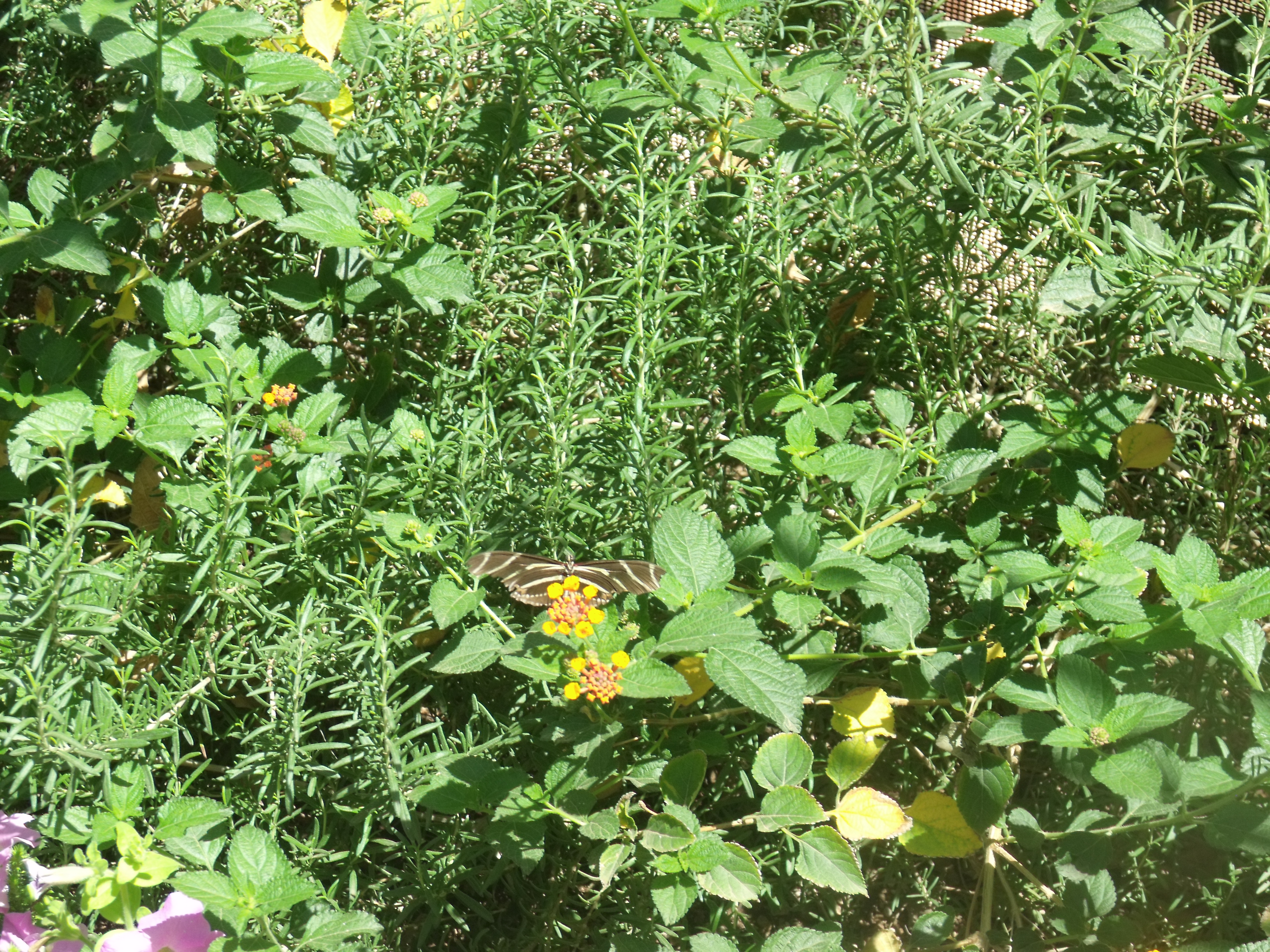 2012_04_28_botanical_dk_0013.jpg (large)