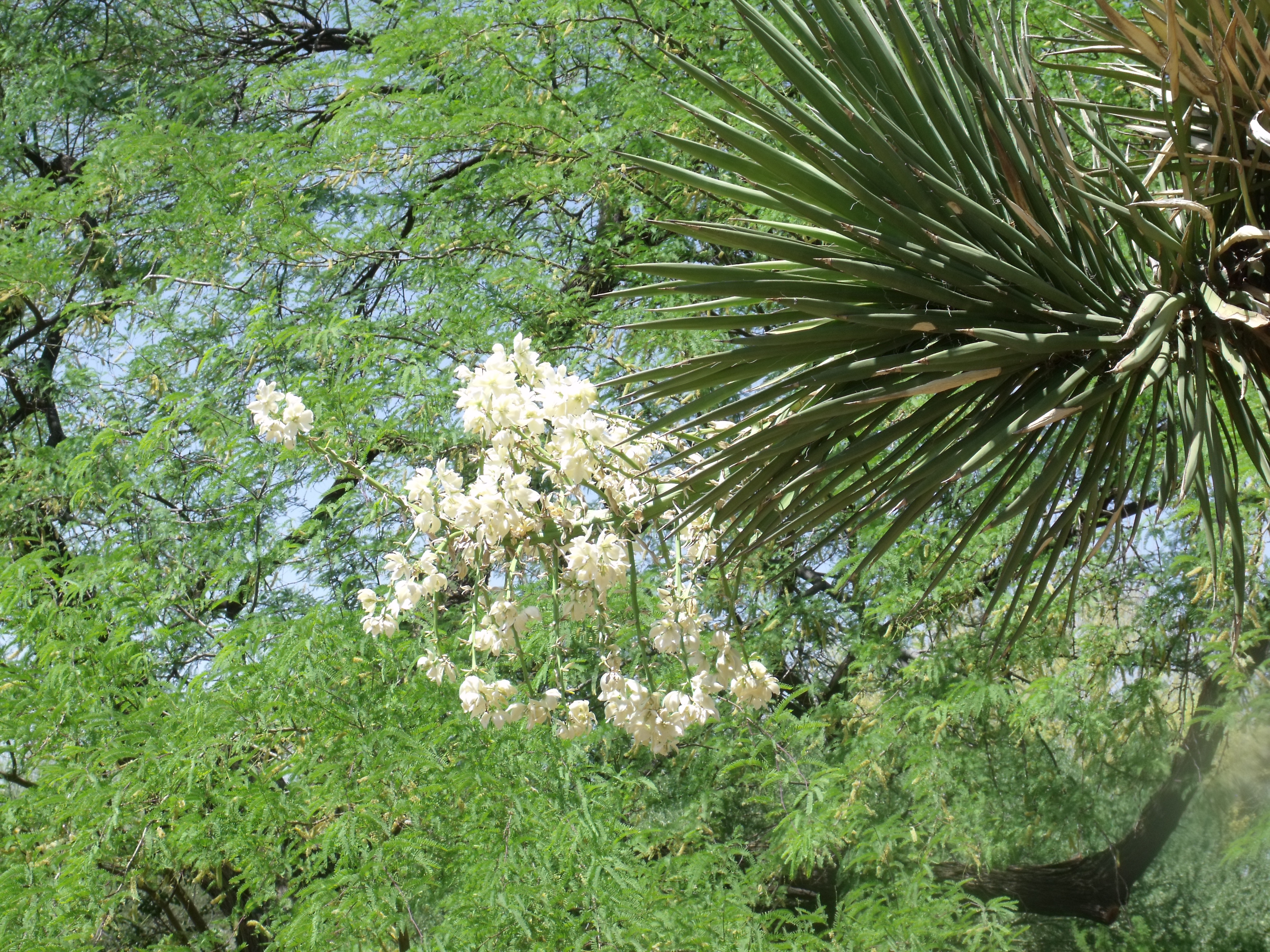 2012_04_28_botanical_dk_0019.jpg (large)