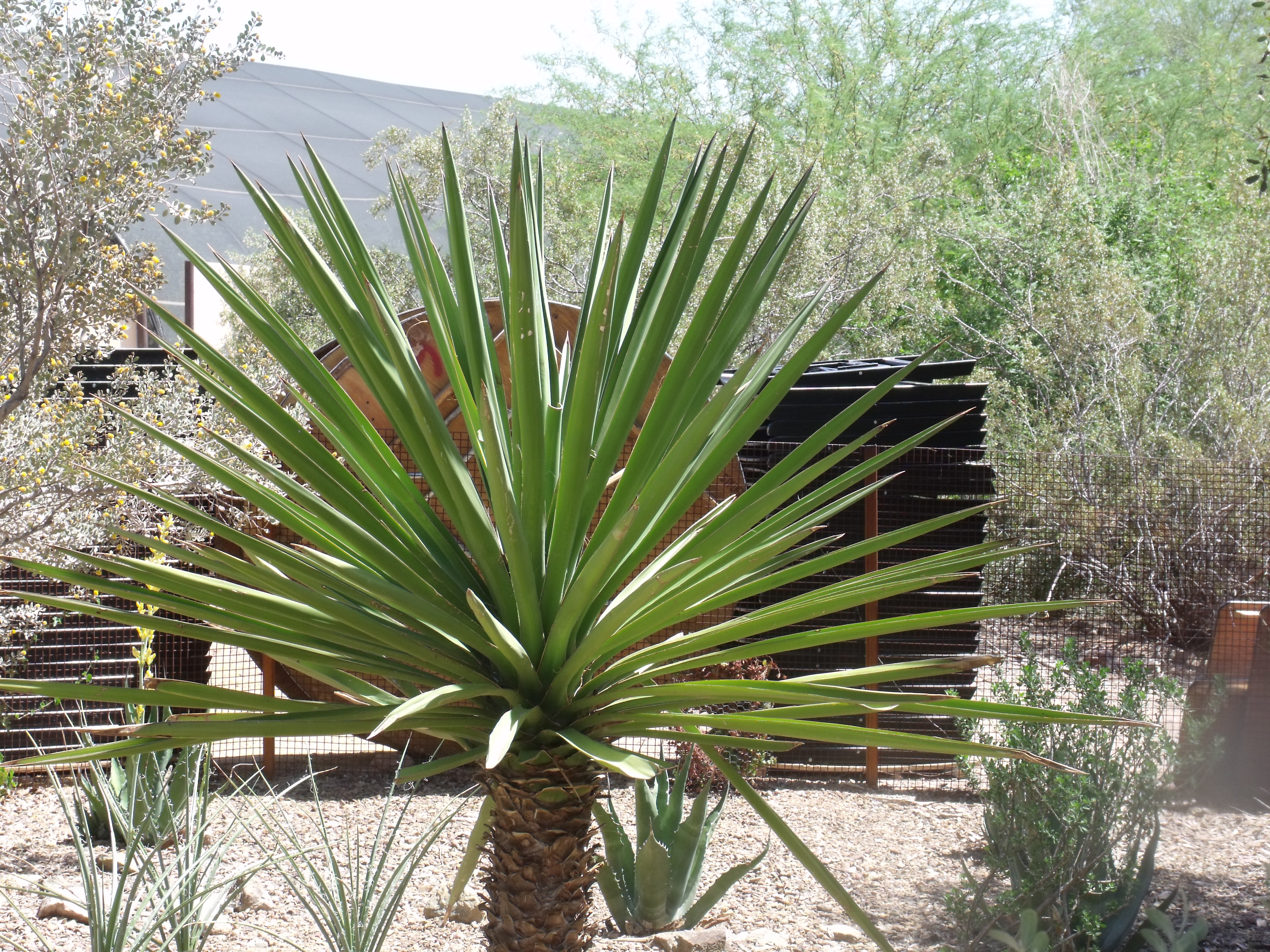 2012_04_28_botanical_dk_0023.jpg (large)