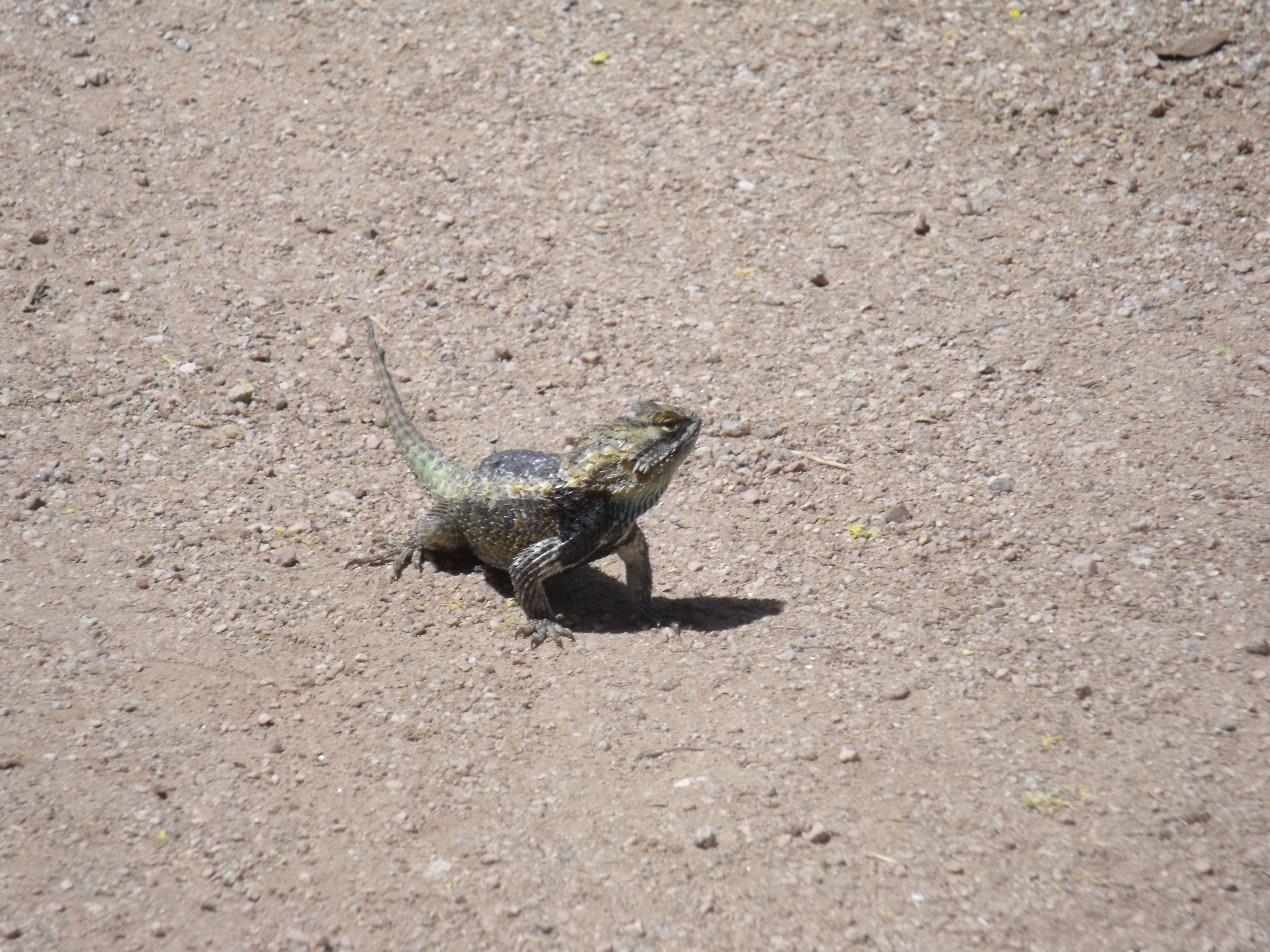 2012_04_28_botanical_dk_0025.jpg (large)