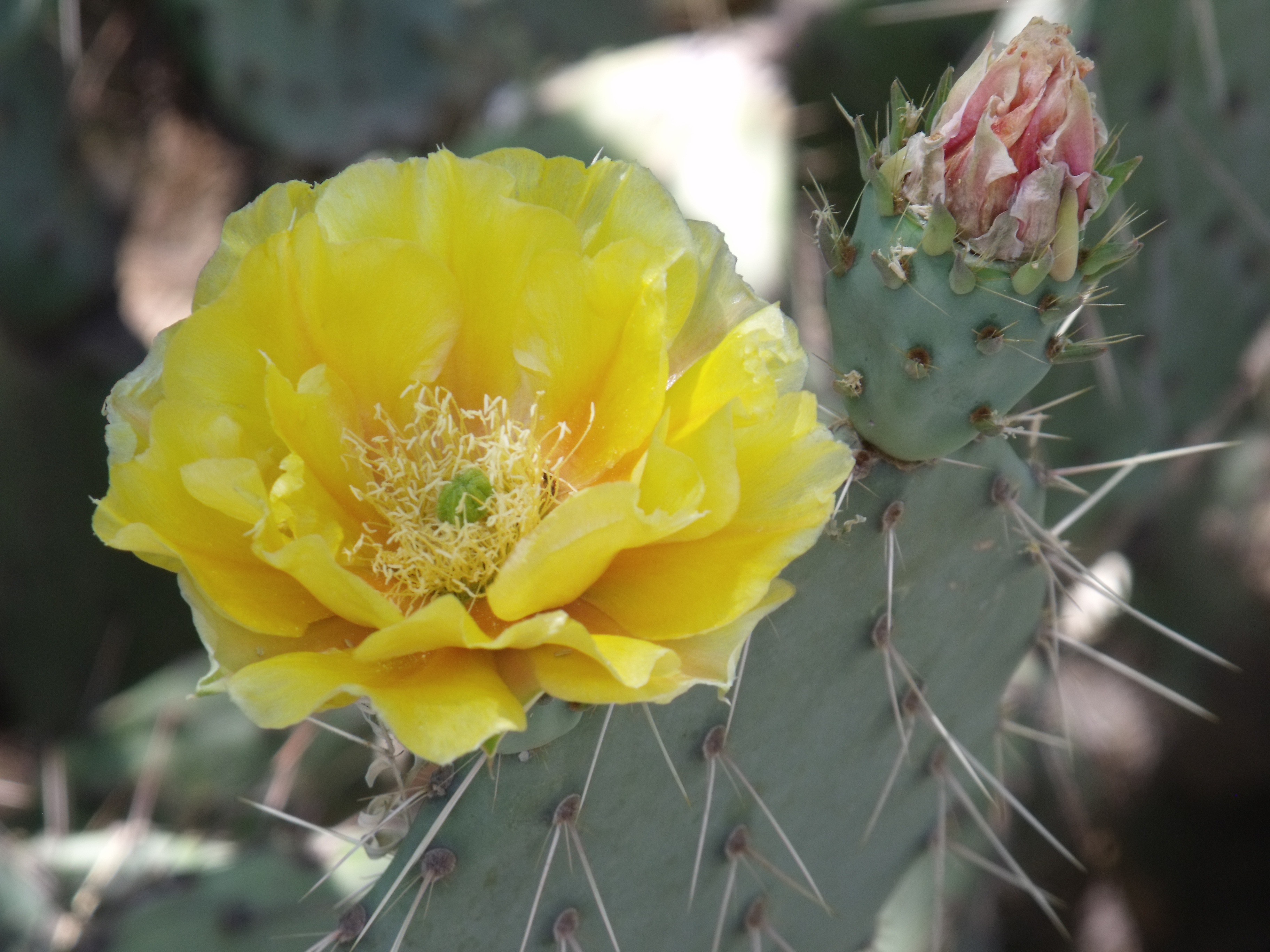 2012_04_28_botanical_dk_0031.jpg (large)