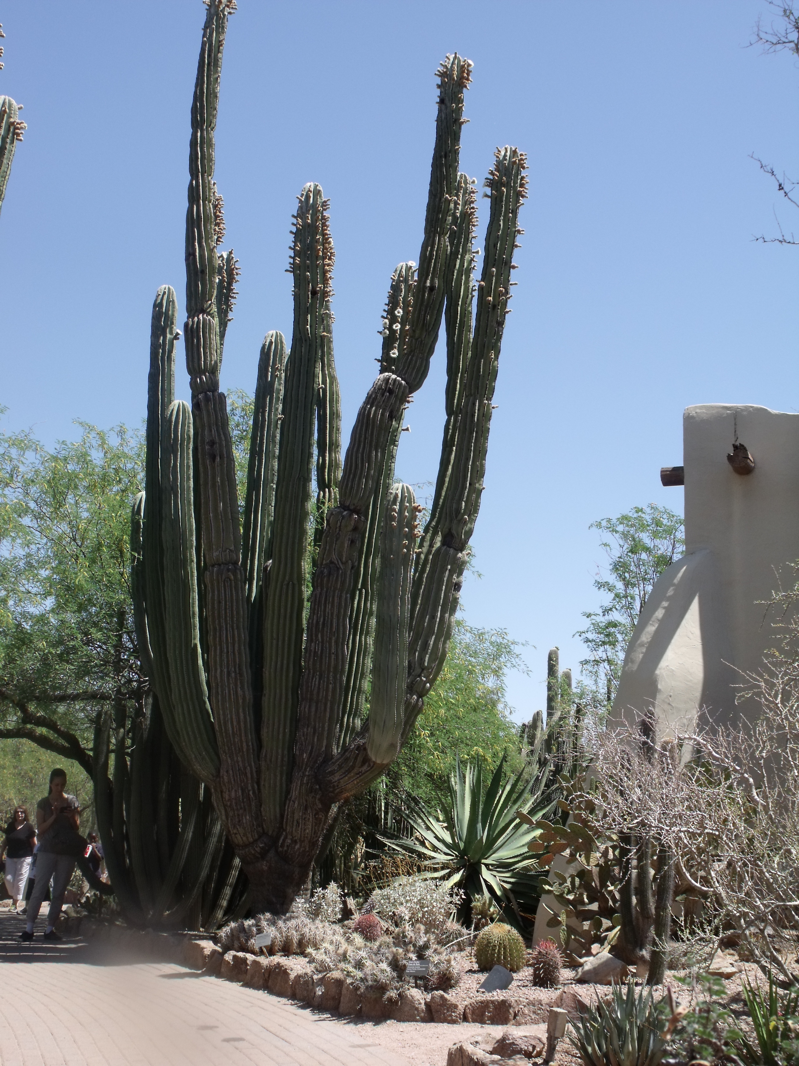 2012_04_28_botanical_dk_0032.jpg (large)