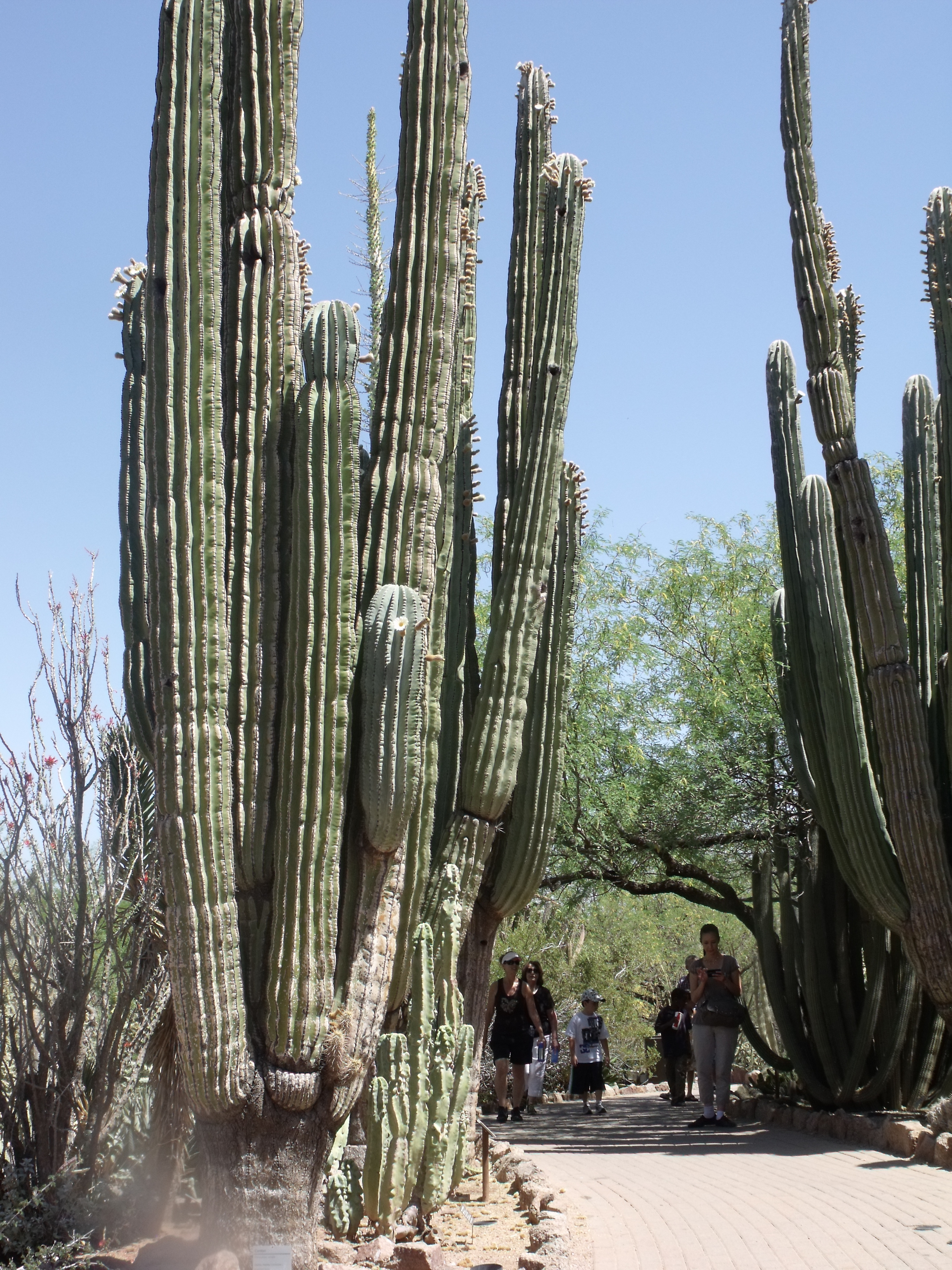 2012_04_28_botanical_dk_0033.jpg (large)