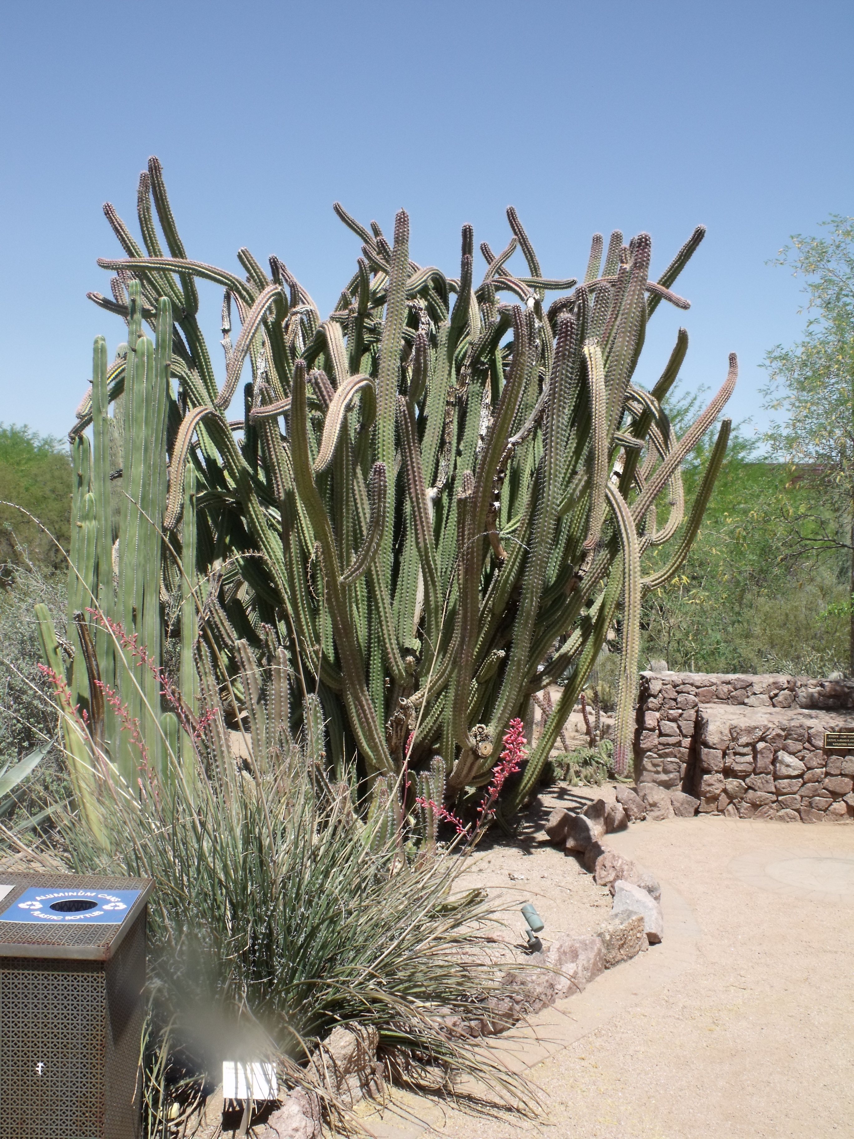 2012_04_28_botanical_dk_0034.jpg (large)