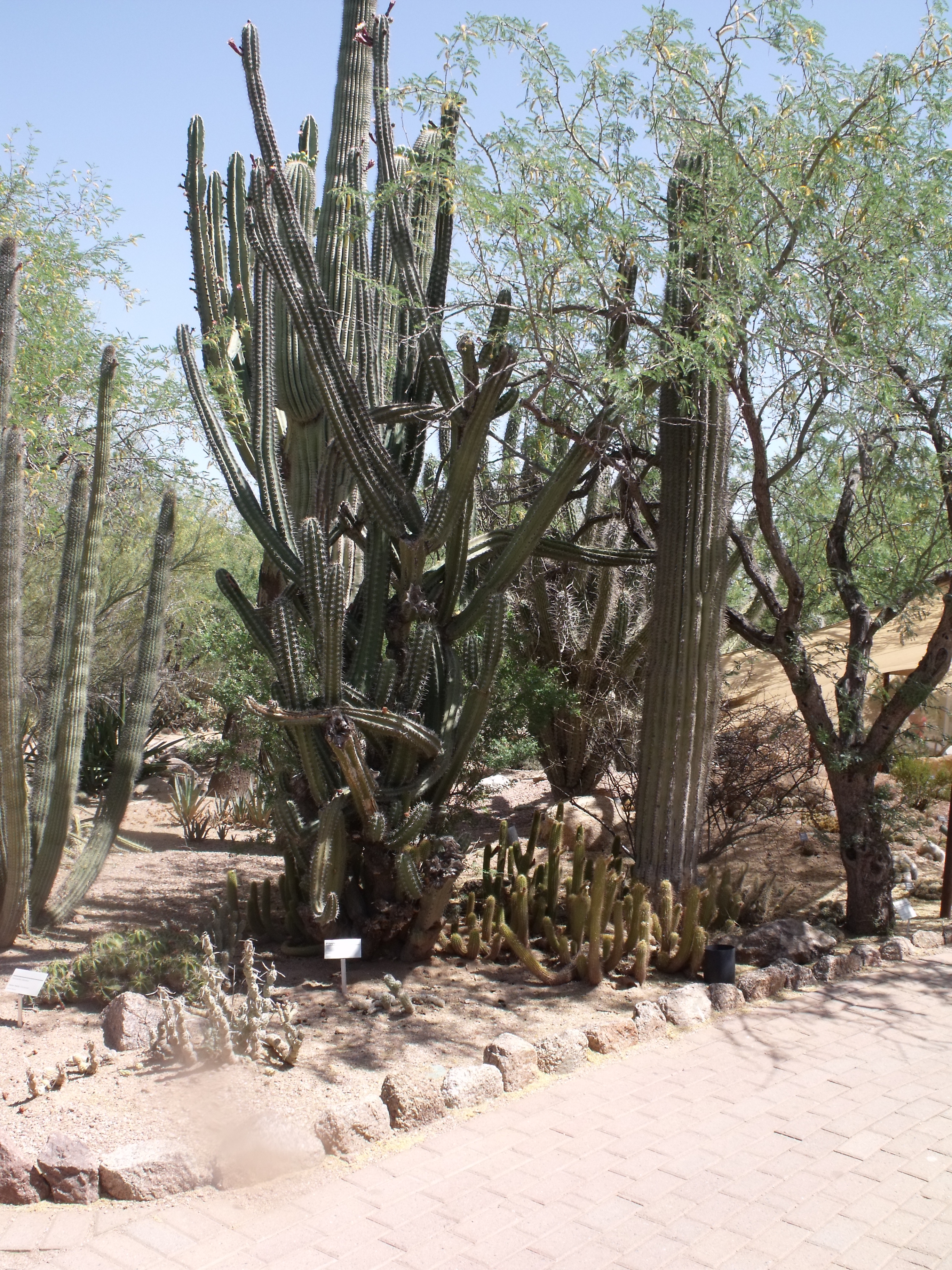 2012_04_28_botanical_dk_0035.jpg (large)