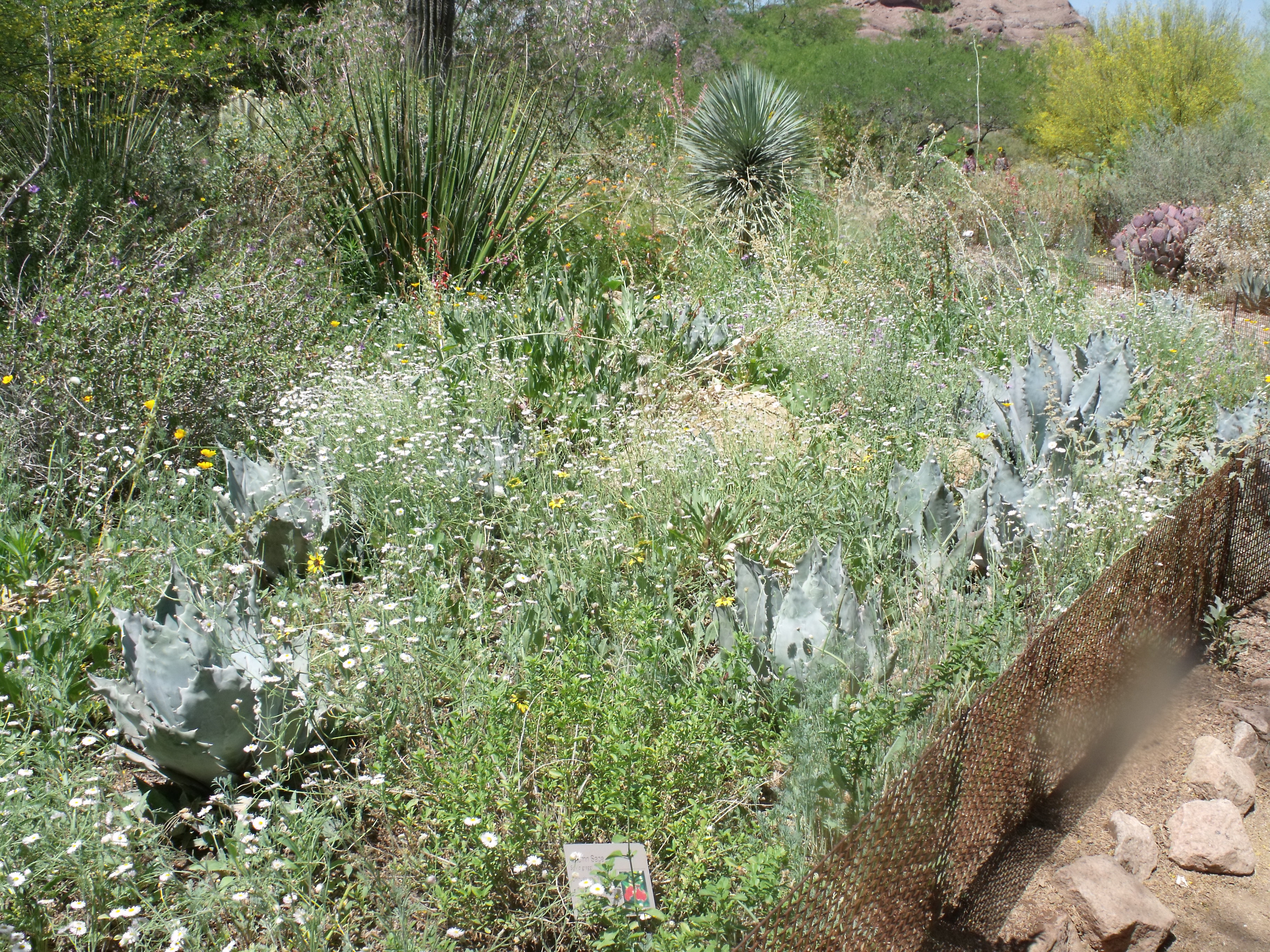 2012_04_28_botanical_dk_0036.jpg (large)