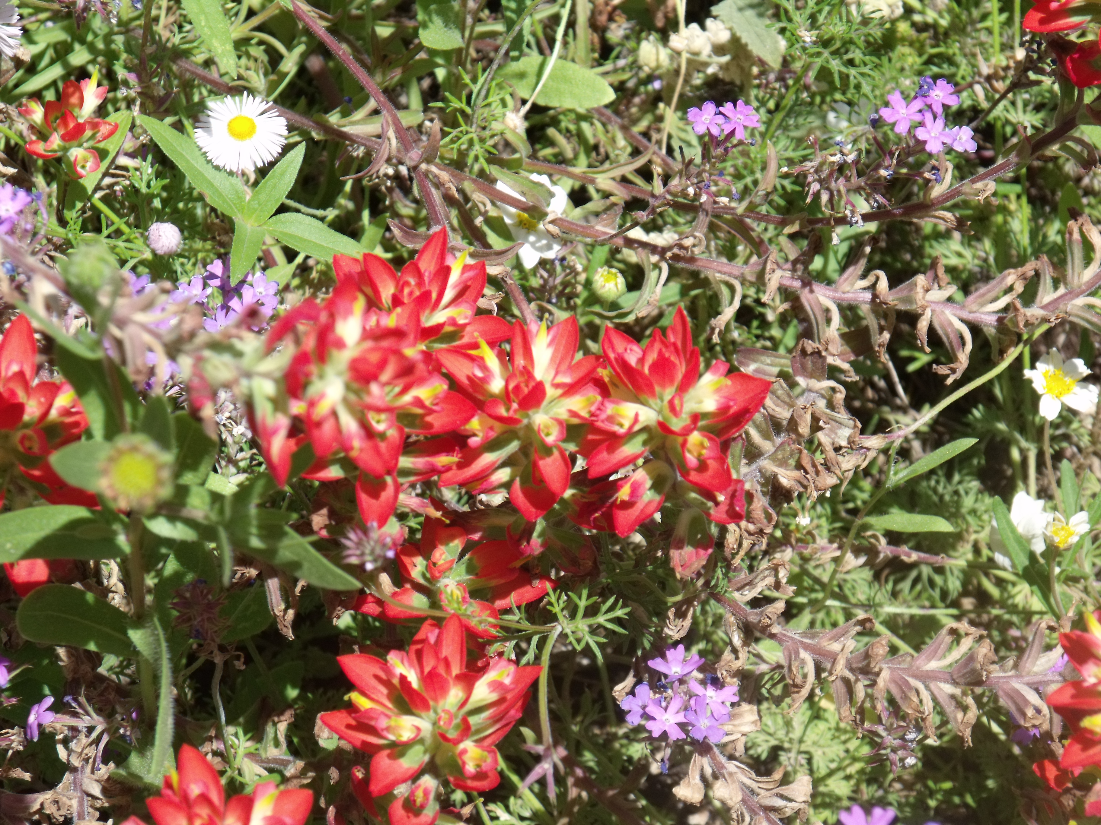 2012_04_28_botanical_dk_0037.jpg (large)