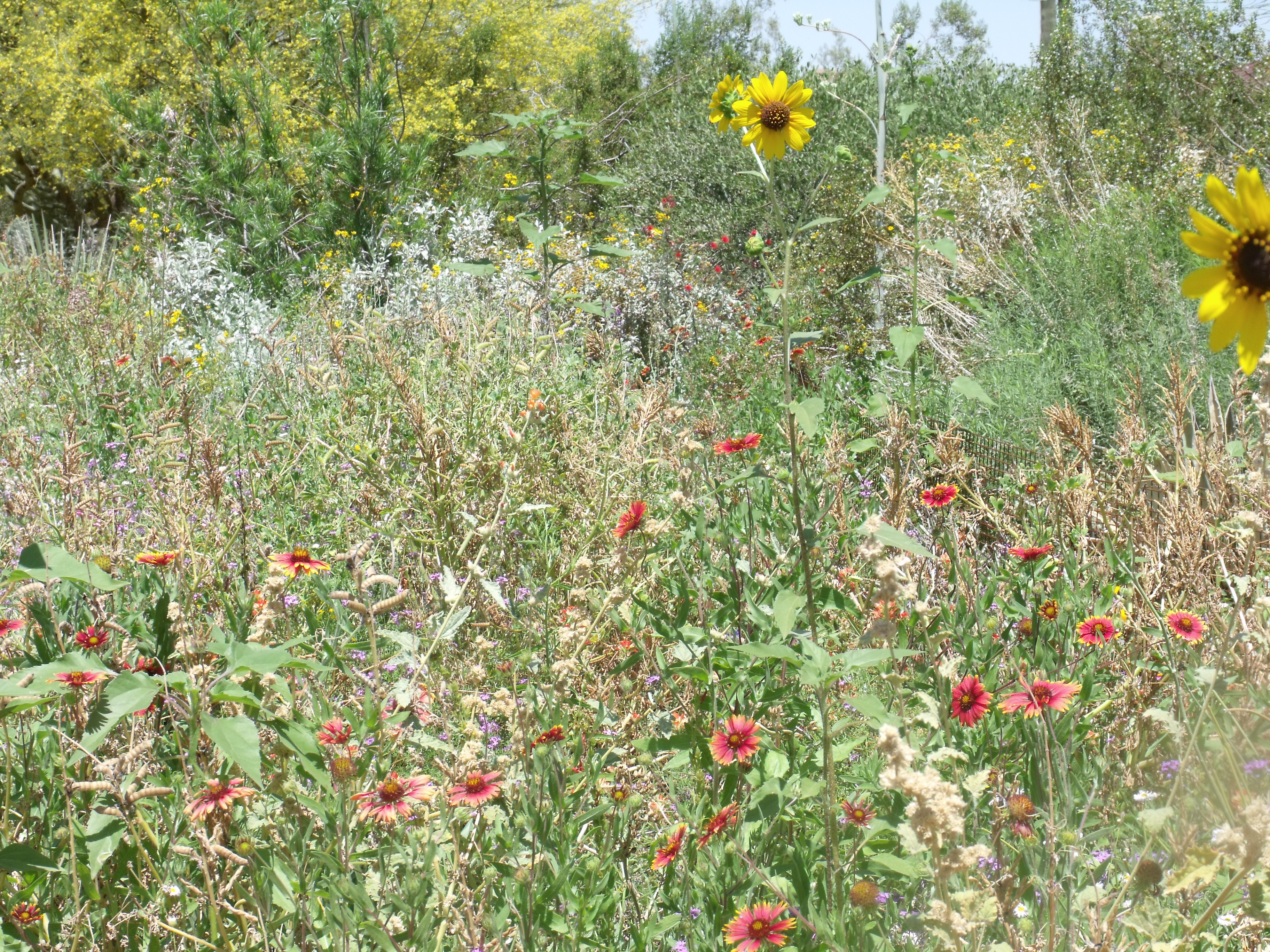 2012_04_28_botanical_dk_0038.jpg (large)