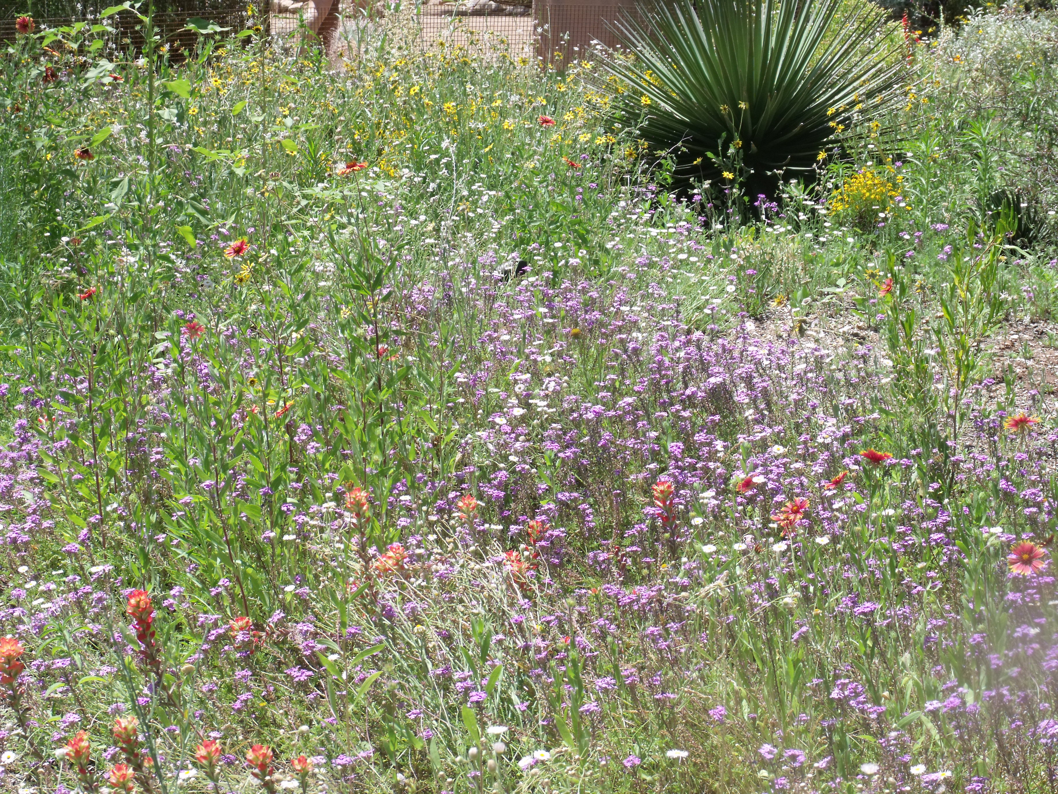 2012_04_28_botanical_dk_0040.jpg (large)