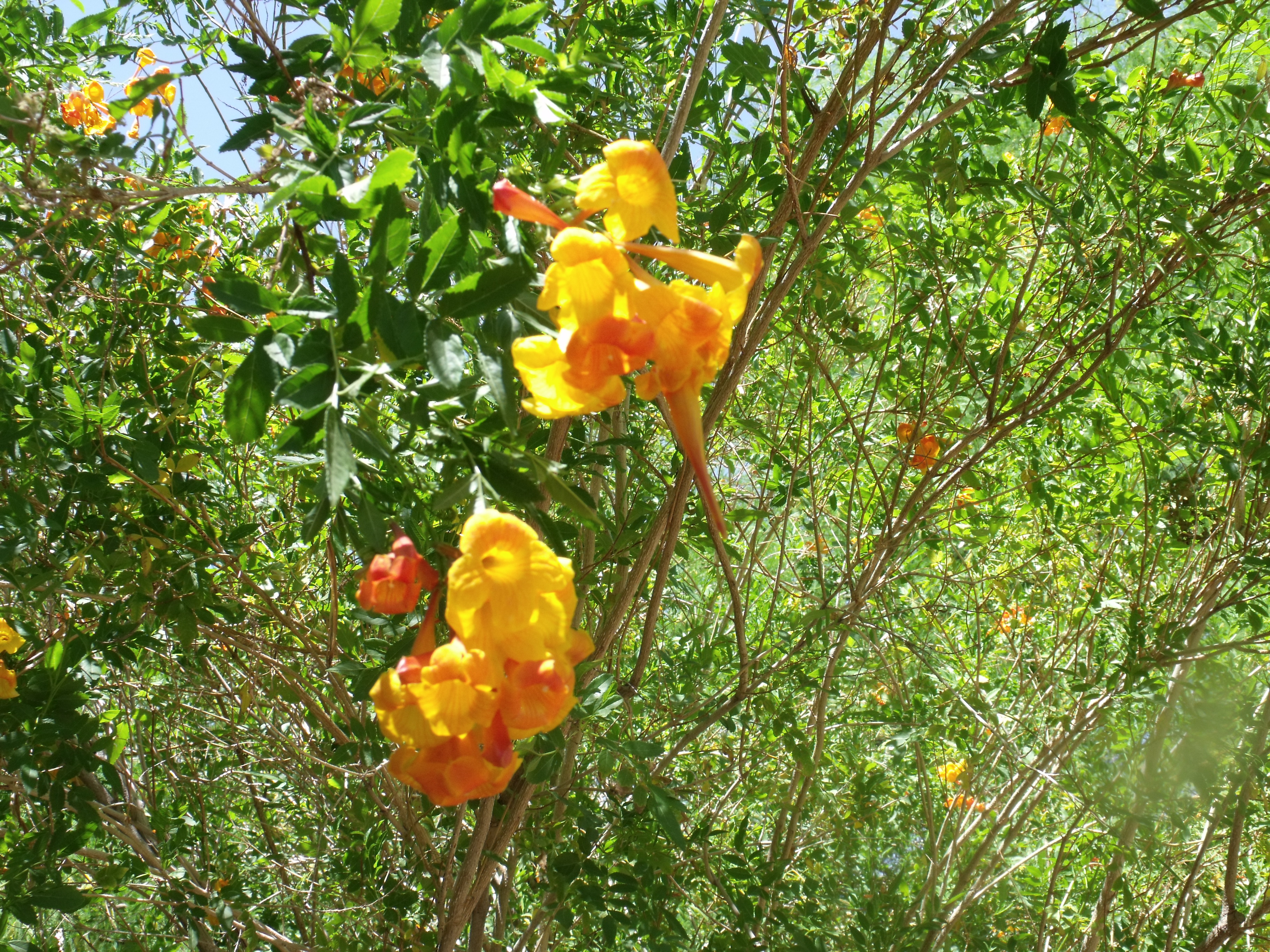 2012_04_28_botanical_dk_0043.jpg (large)