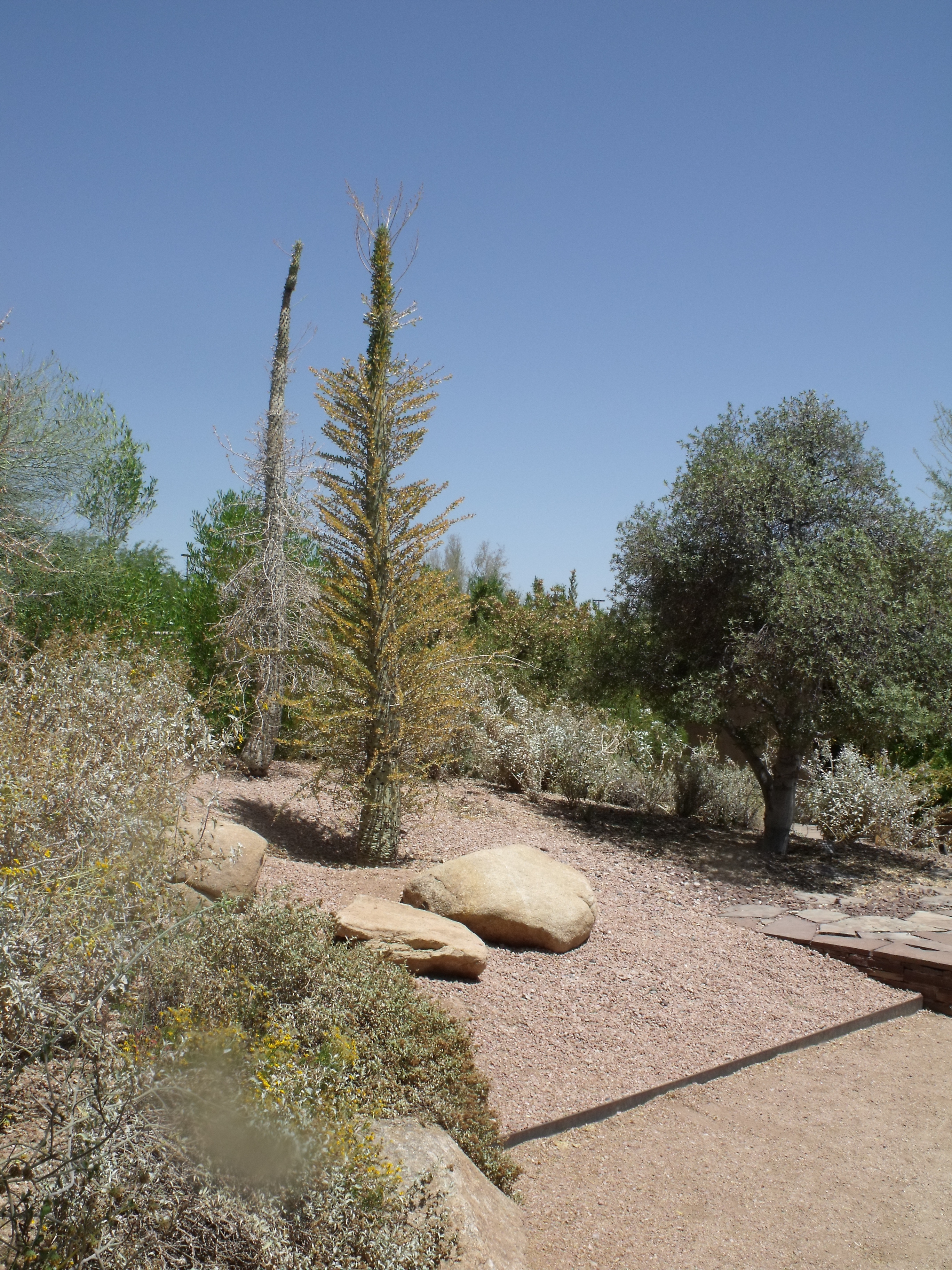 2012_04_28_botanical_dk_0044.jpg (large)