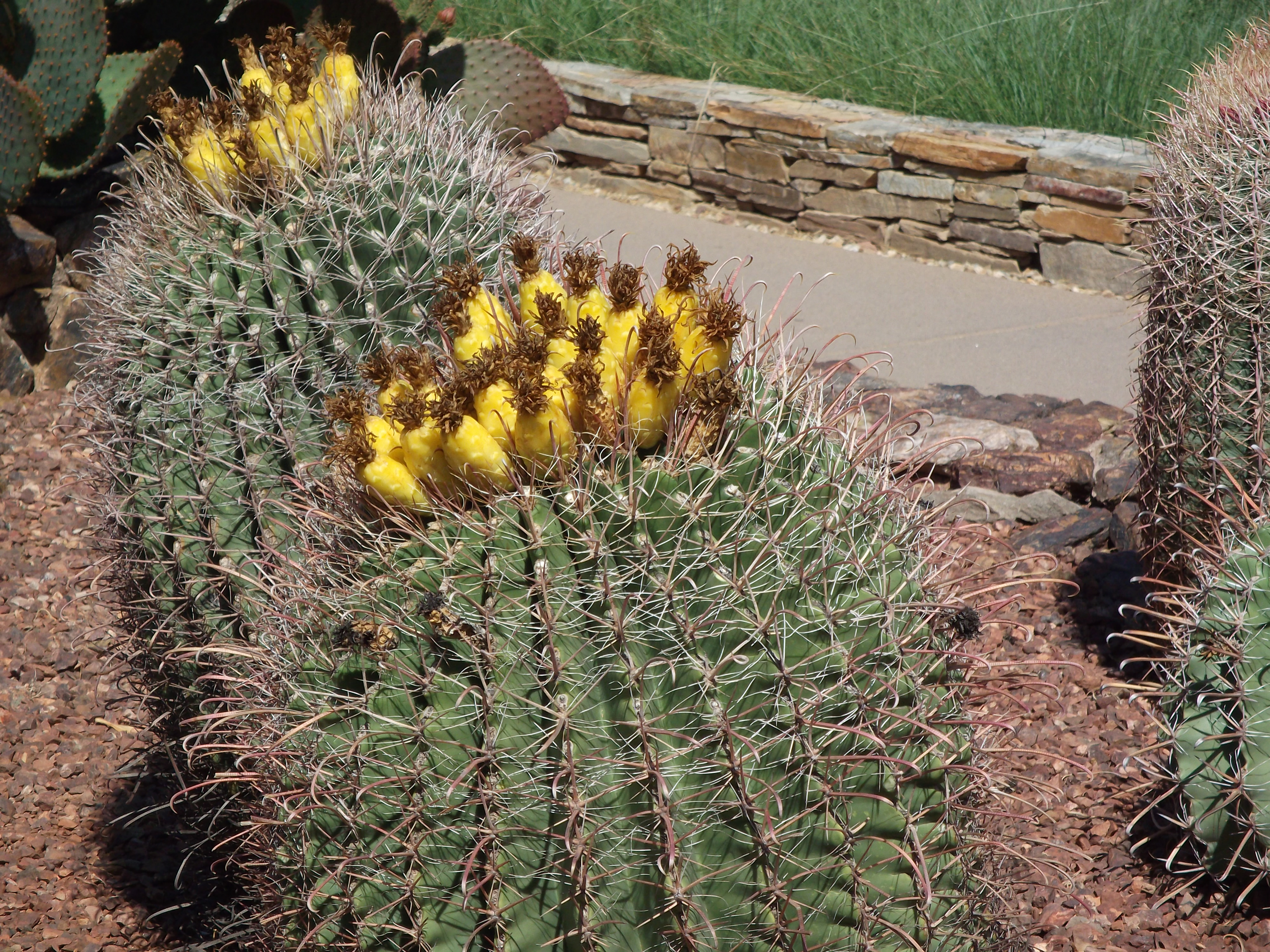 2012_04_28_botanical_sk_0011.jpg (large)