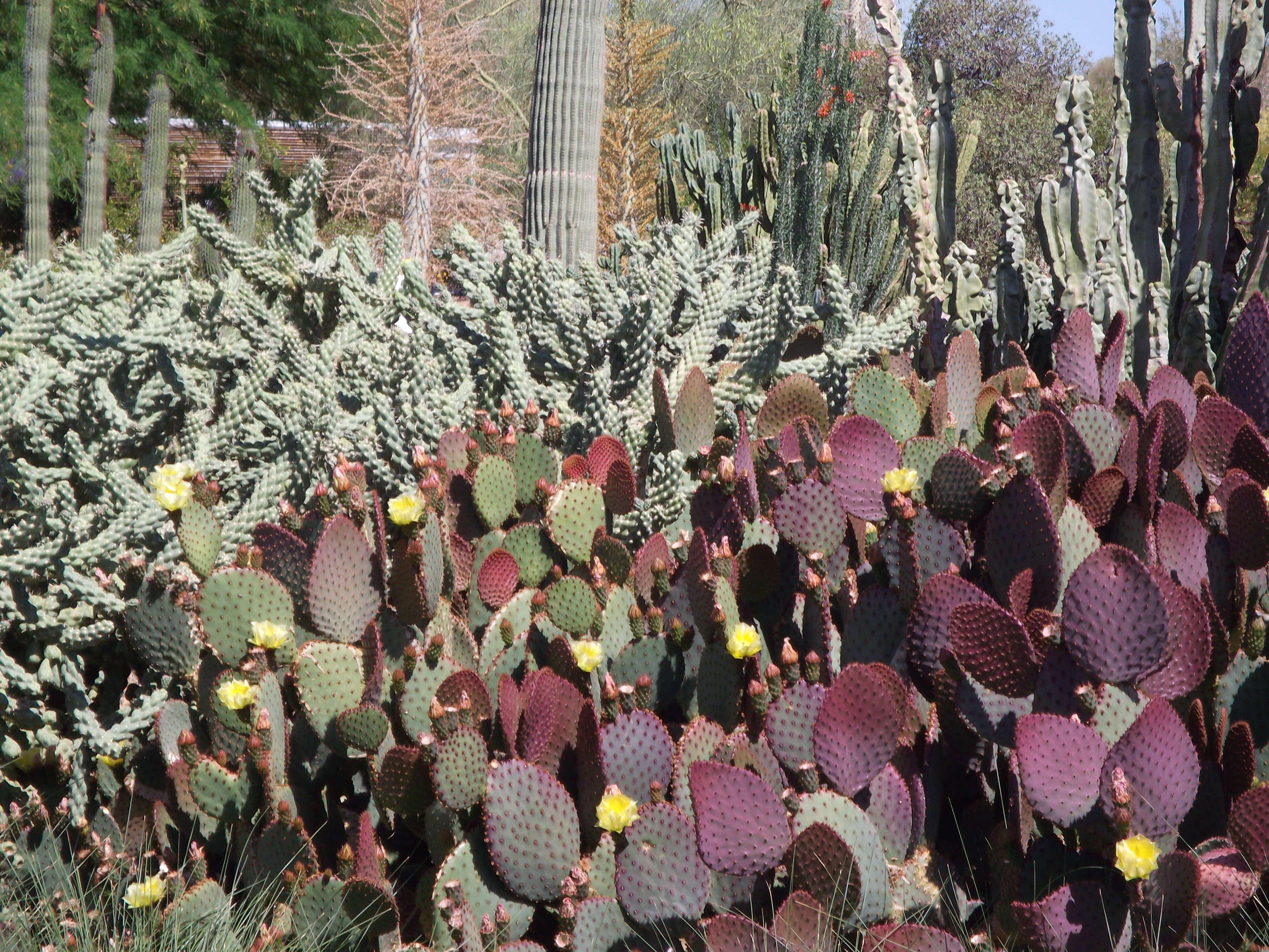 2012_04_28_botanical_sk_0012.jpg (large)