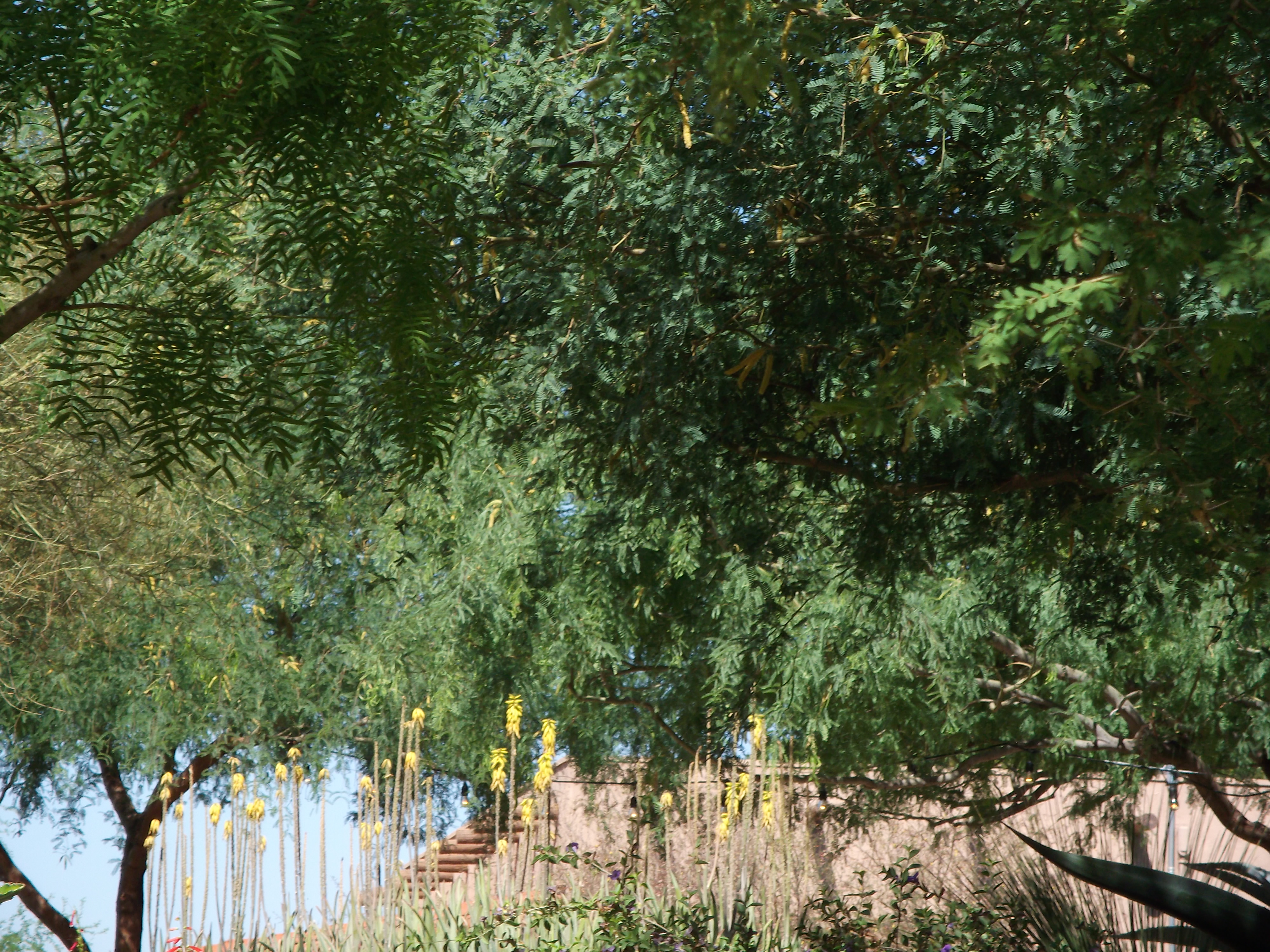 2012_04_28_botanical_sk_0017.jpg (large)