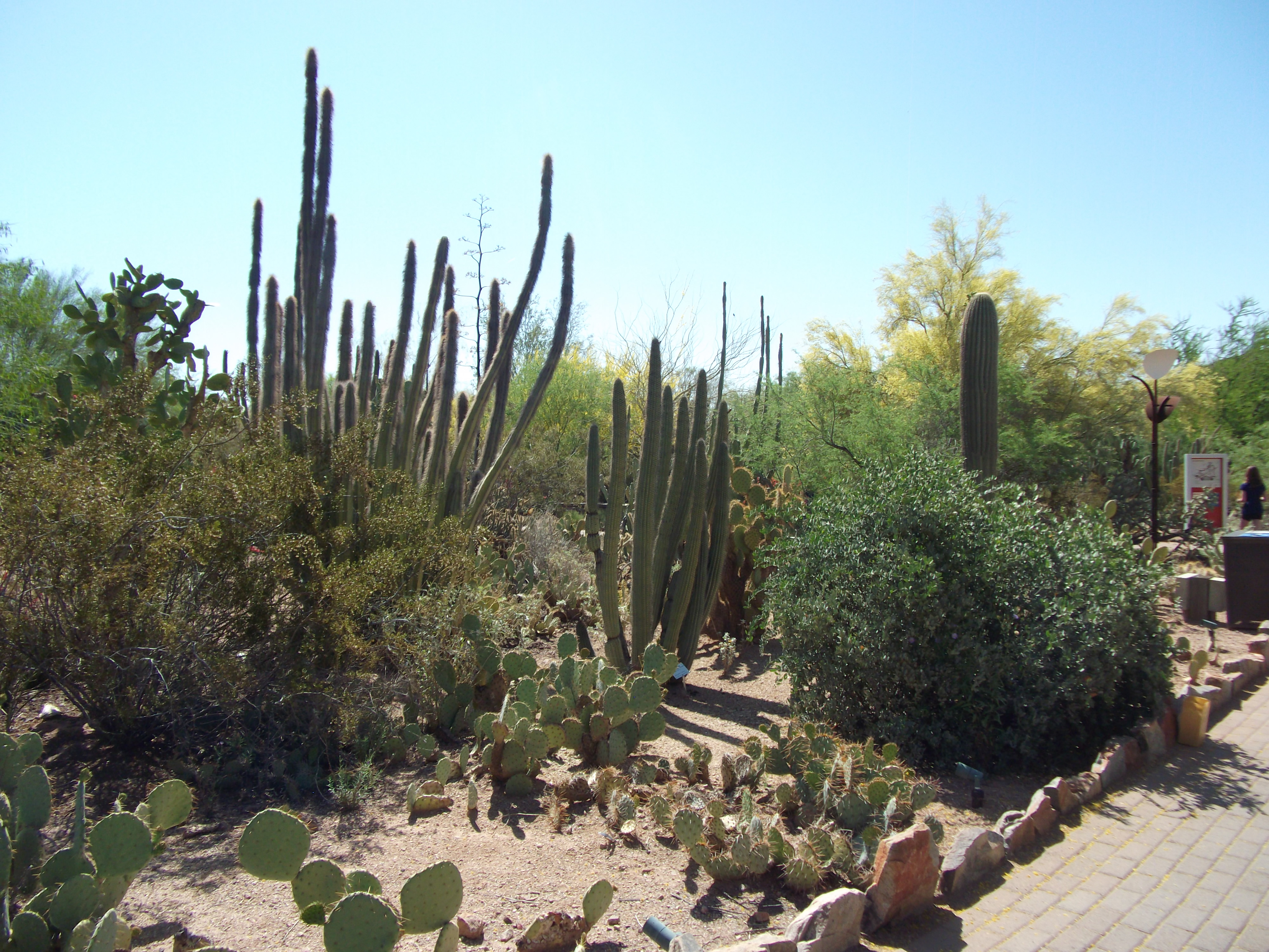 2012_04_28_botanical_sk_0024.jpg (large)