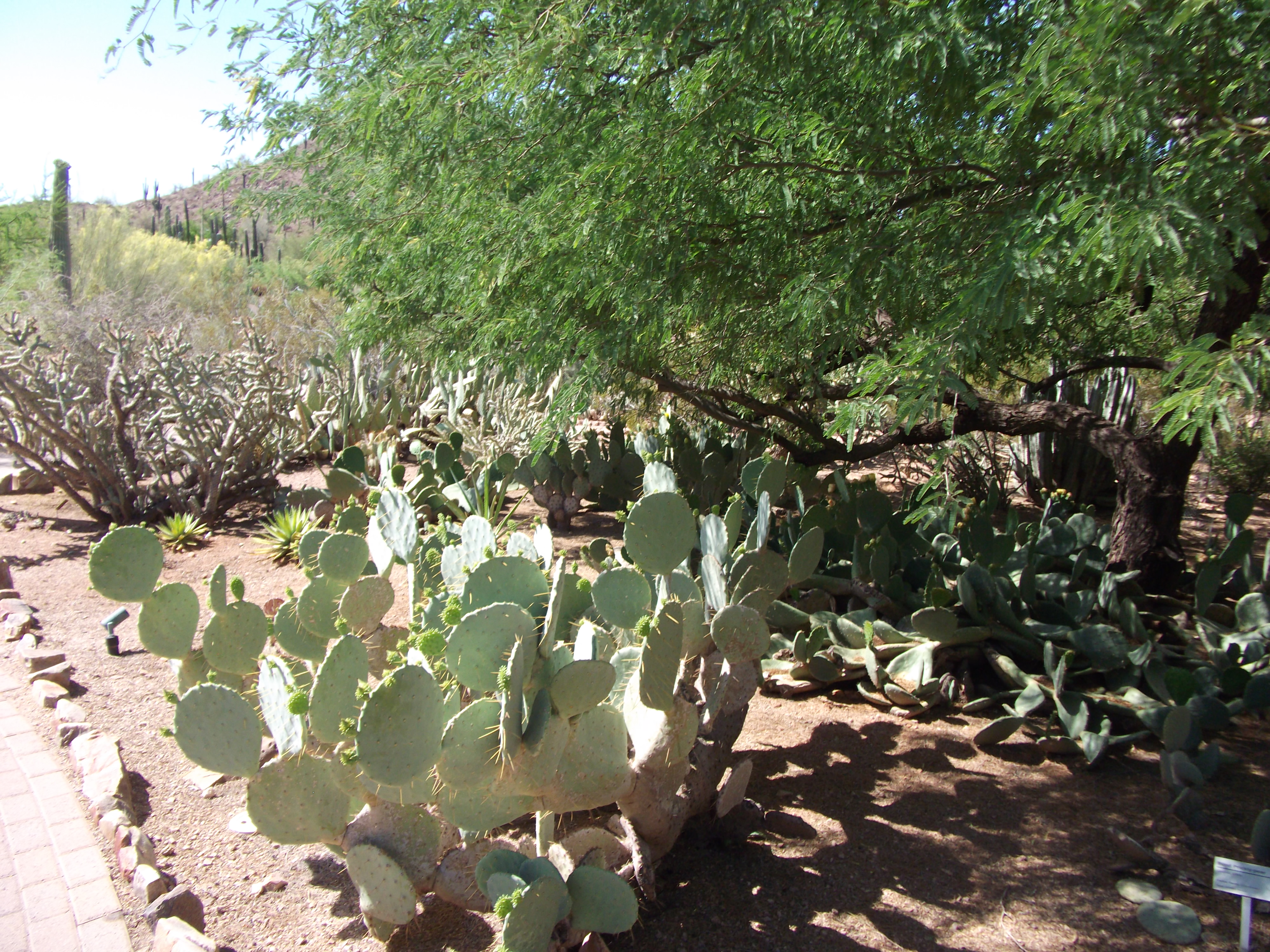 2012_04_28_botanical_sk_0031.jpg (large)