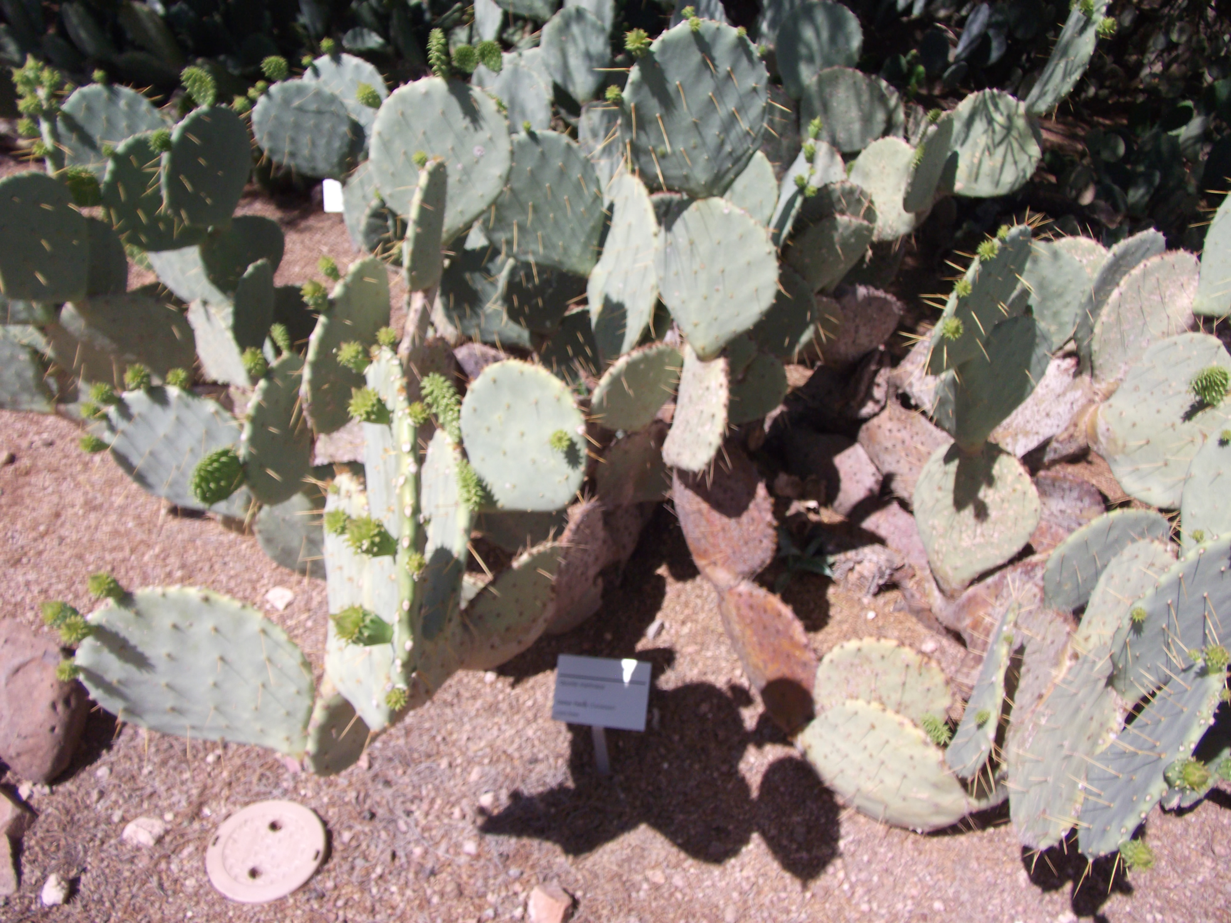 2012_04_28_botanical_sk_0032.jpg (large)