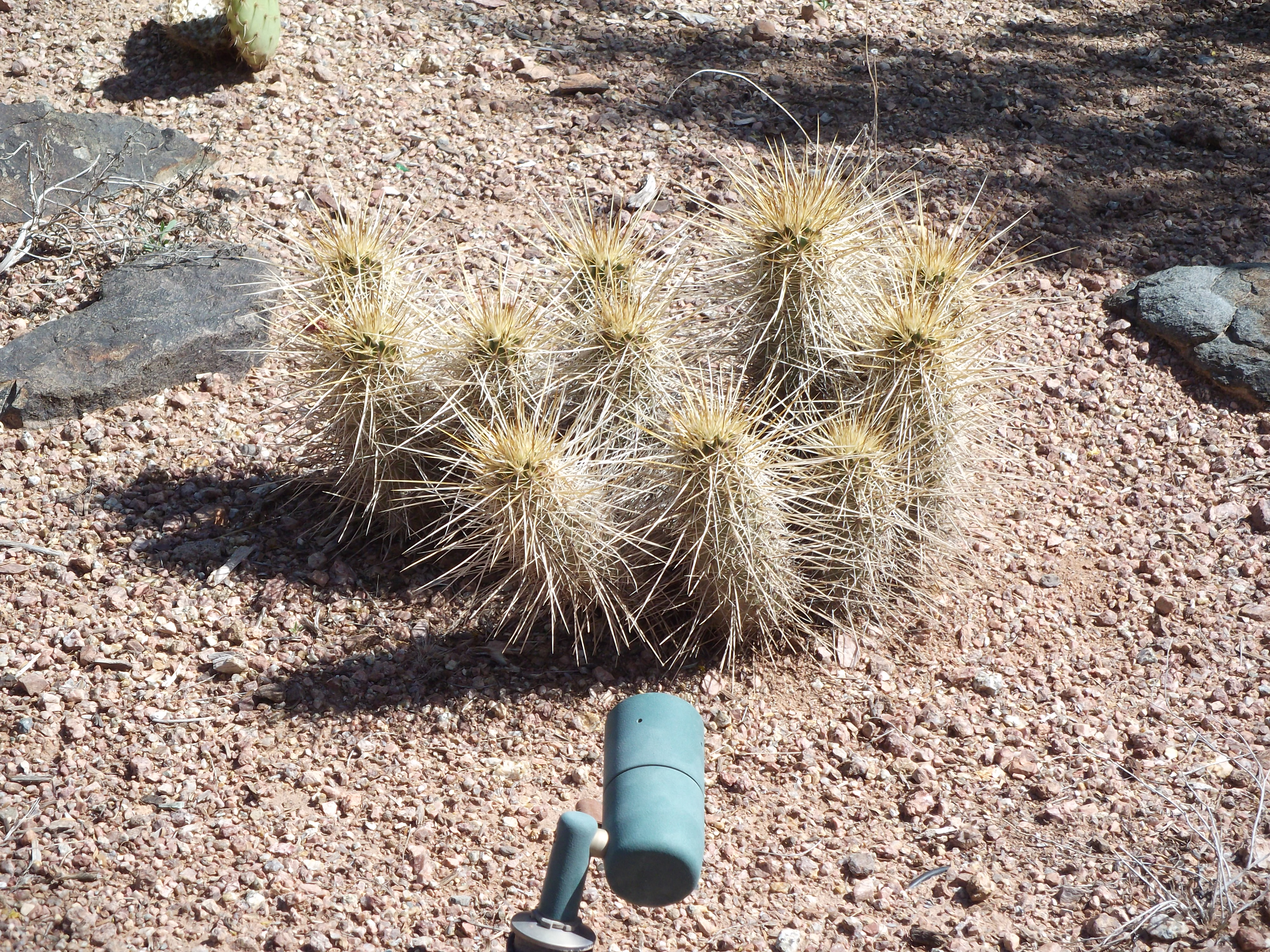 2012_04_28_botanical_sk_0035.jpg (large)