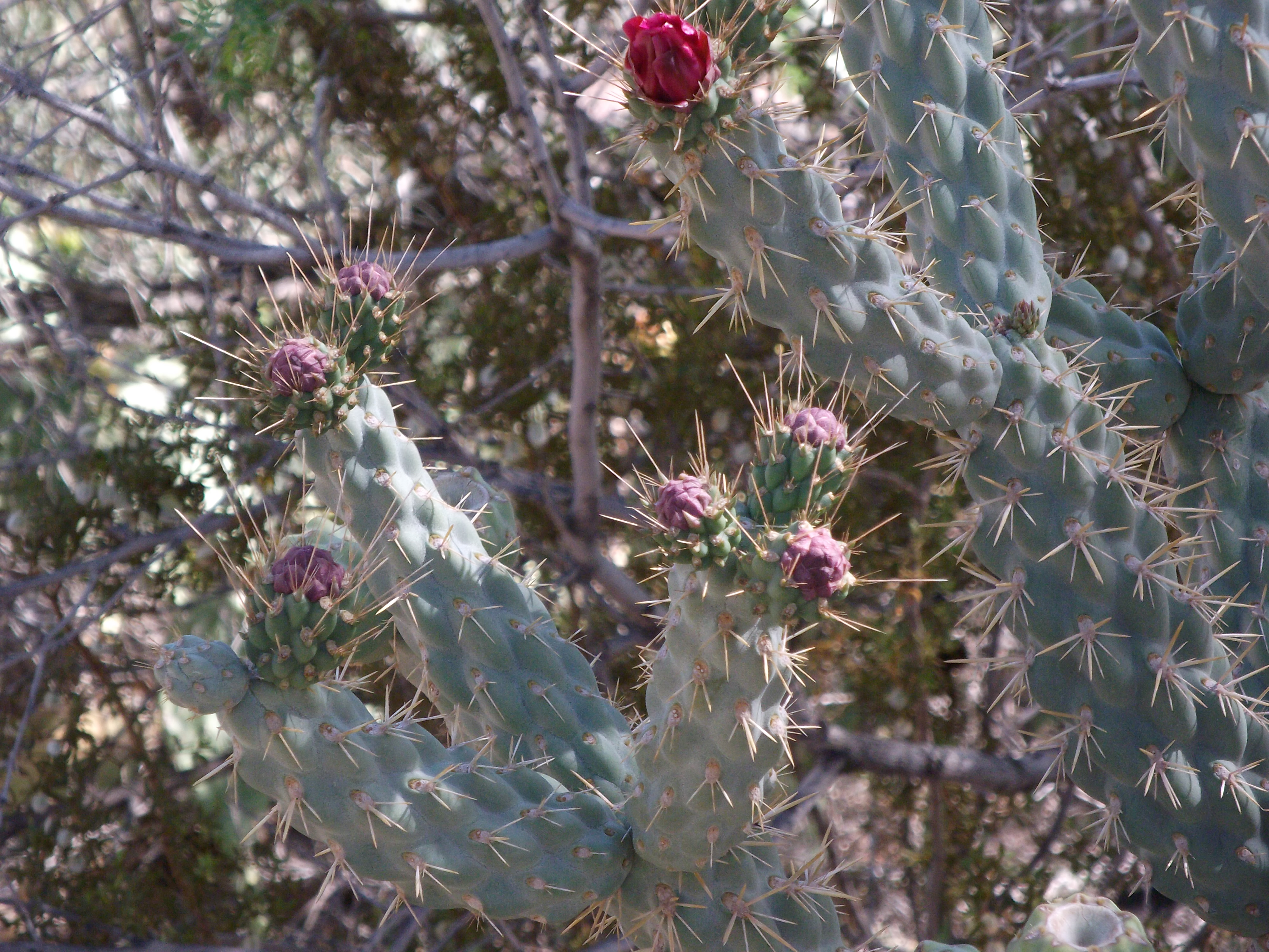 2012_04_28_botanical_sk_0037.jpg (large)