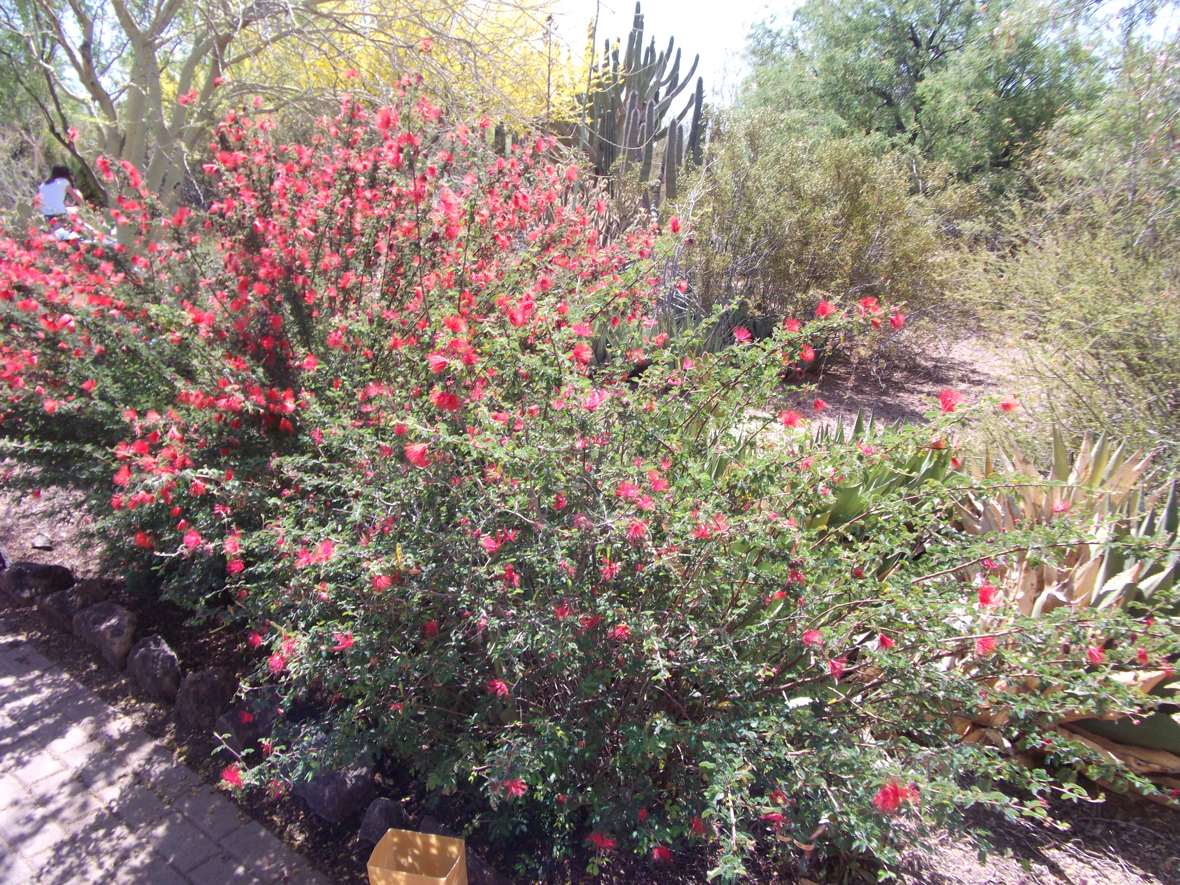 2012_04_28_botanical_sk_0042.jpg (large)