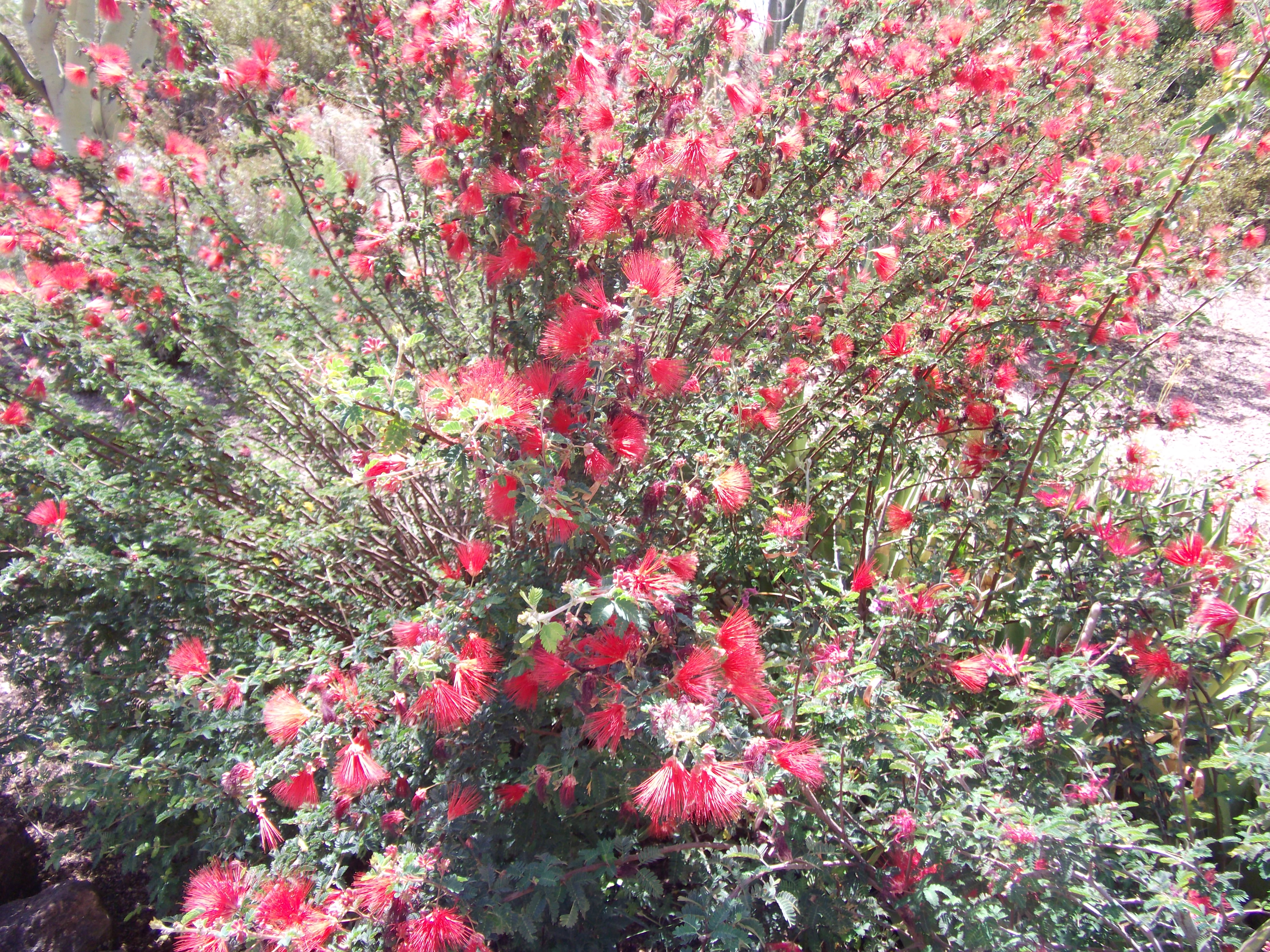 2012_04_28_botanical_sk_0043.jpg (large)