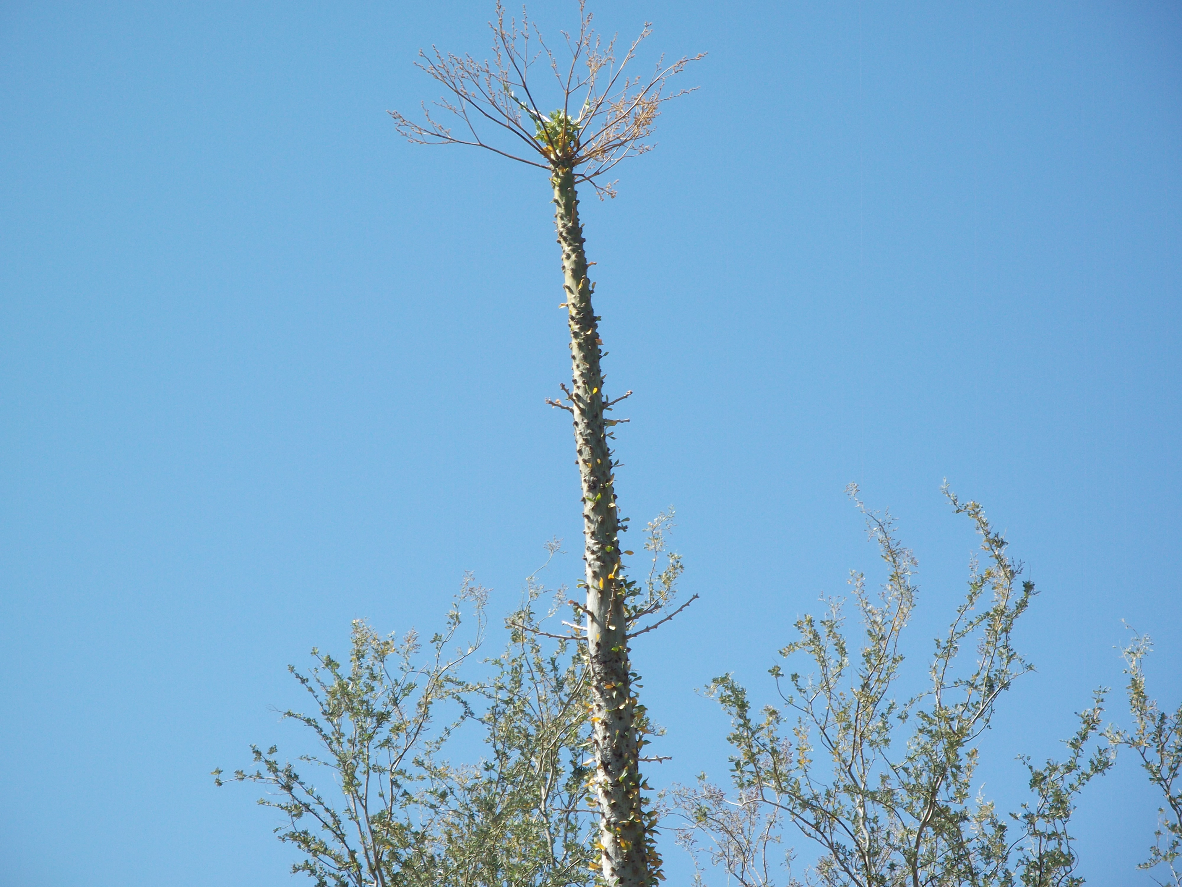 2012_04_28_phxa_001.jpg (large)