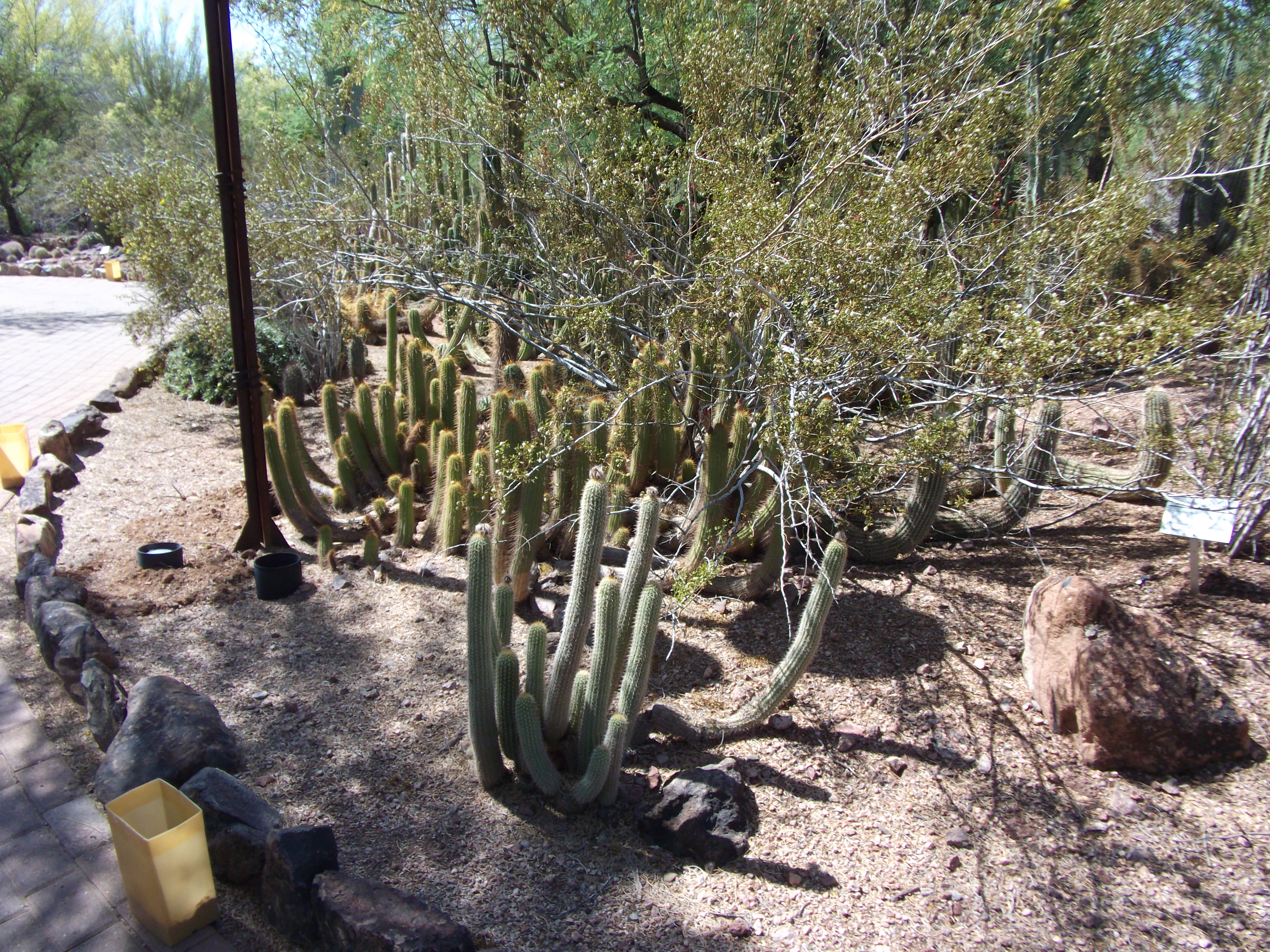 2012_04_28_phxa_006.jpg (large)