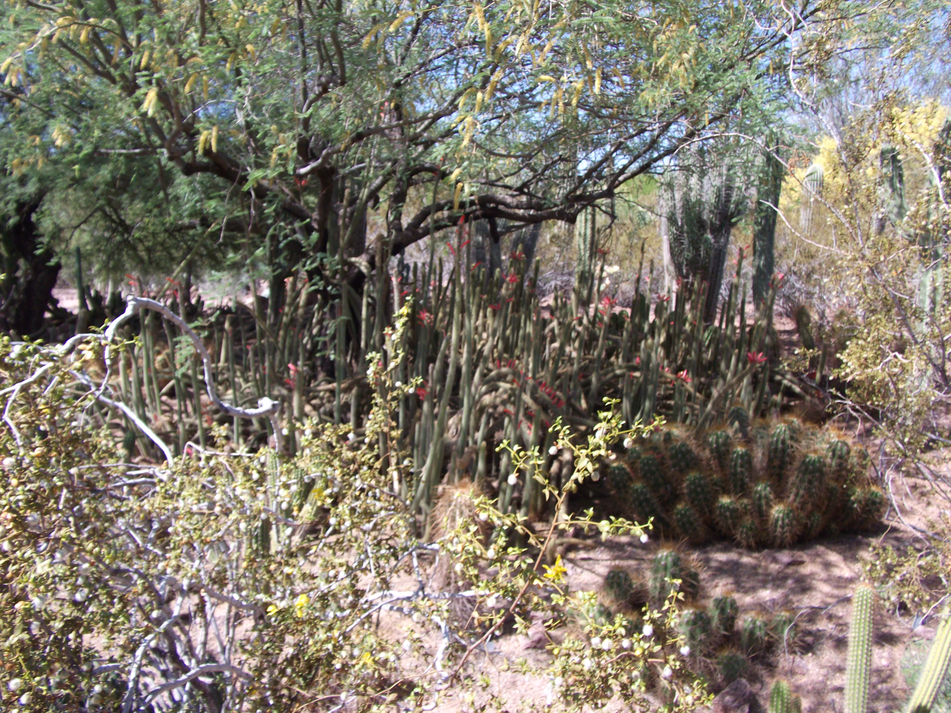 2012_04_28_phxa_010.jpg (large)