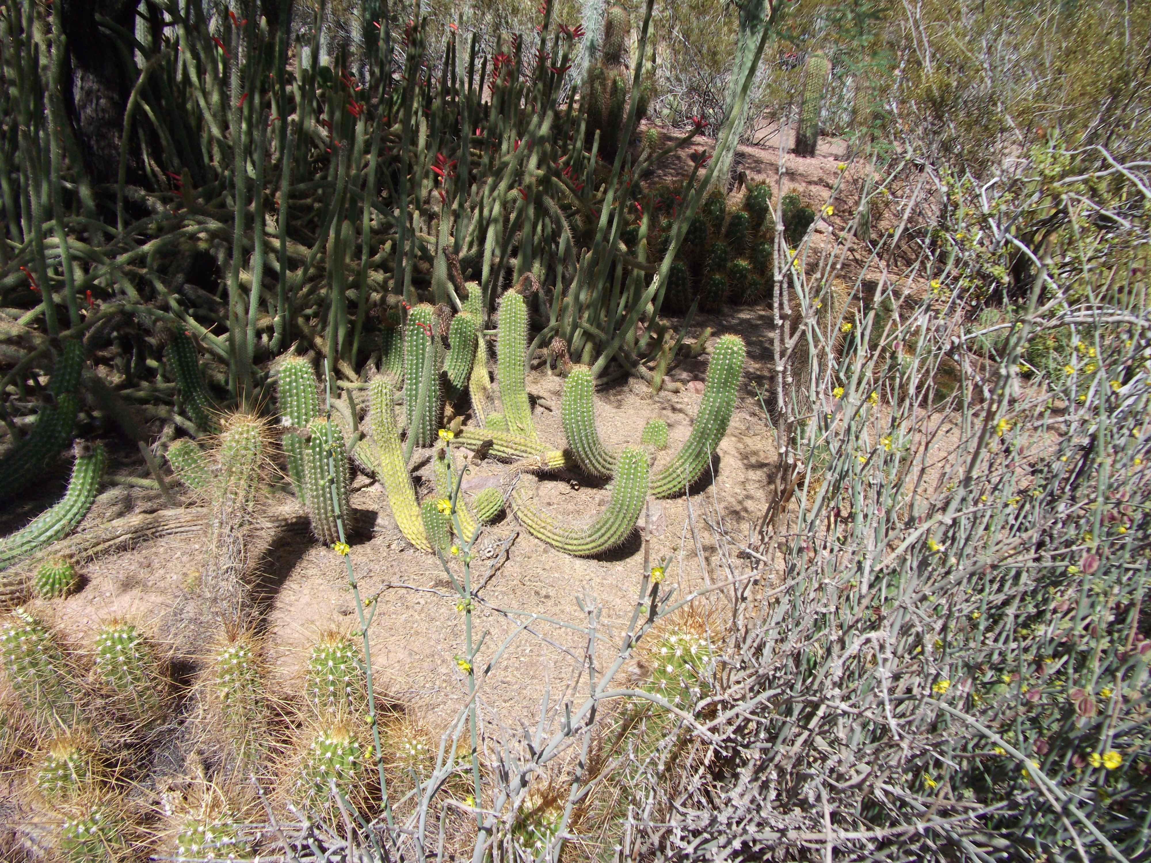 2012_04_28_phxa_013.jpg (large)