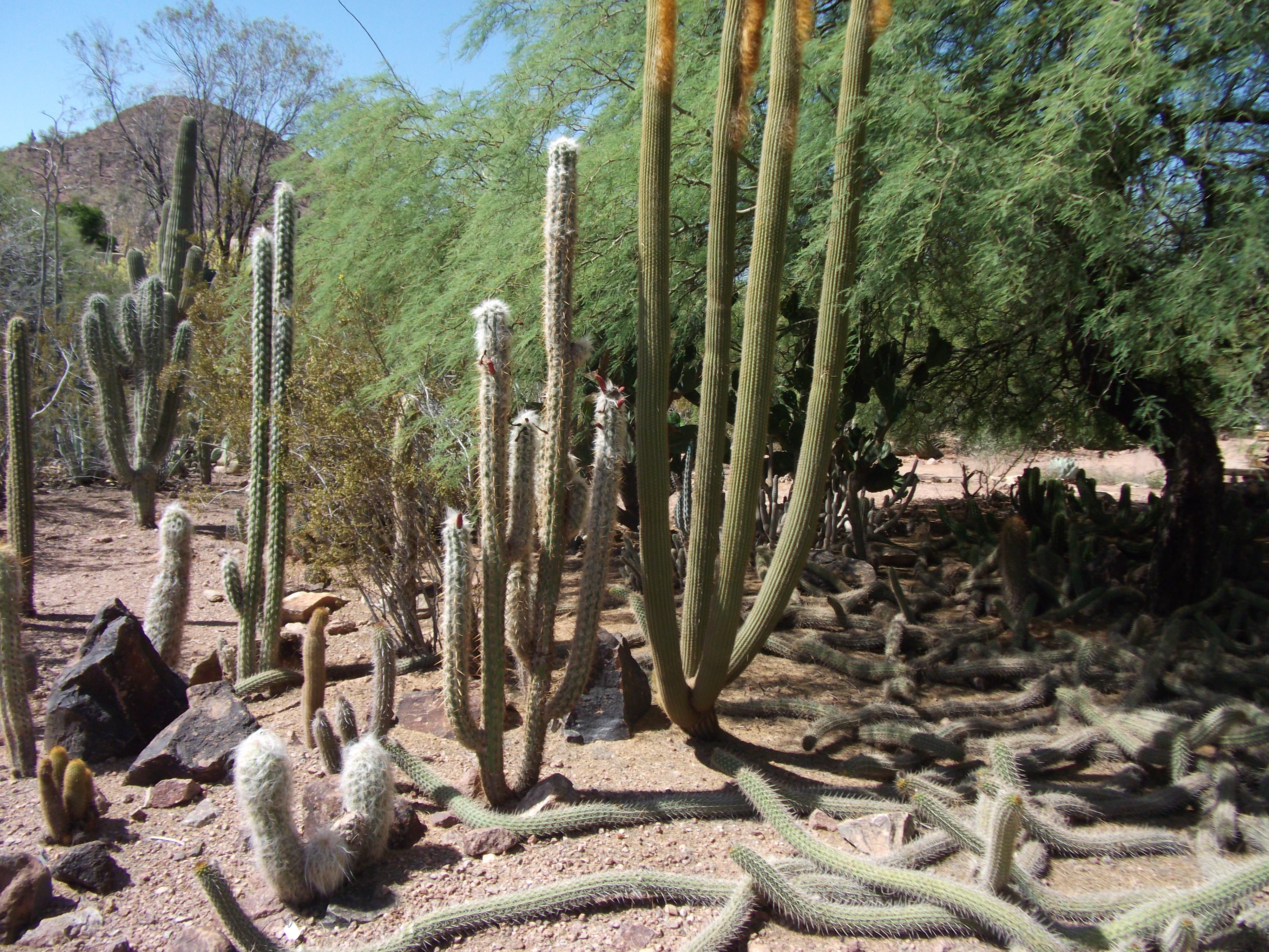 2012_04_28_phxa_017.jpg (large)