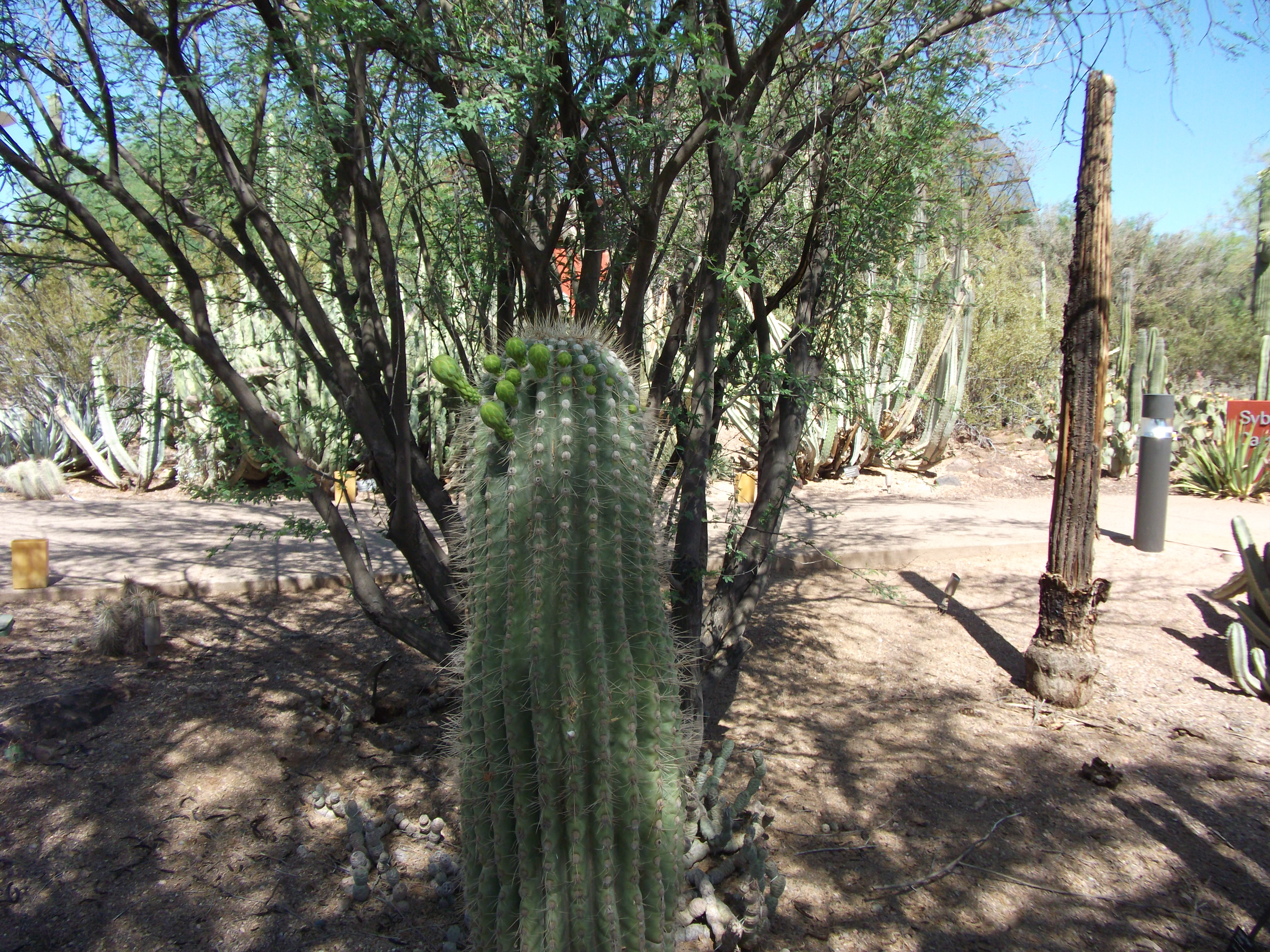 2012_04_28_phxa_018.jpg (large)