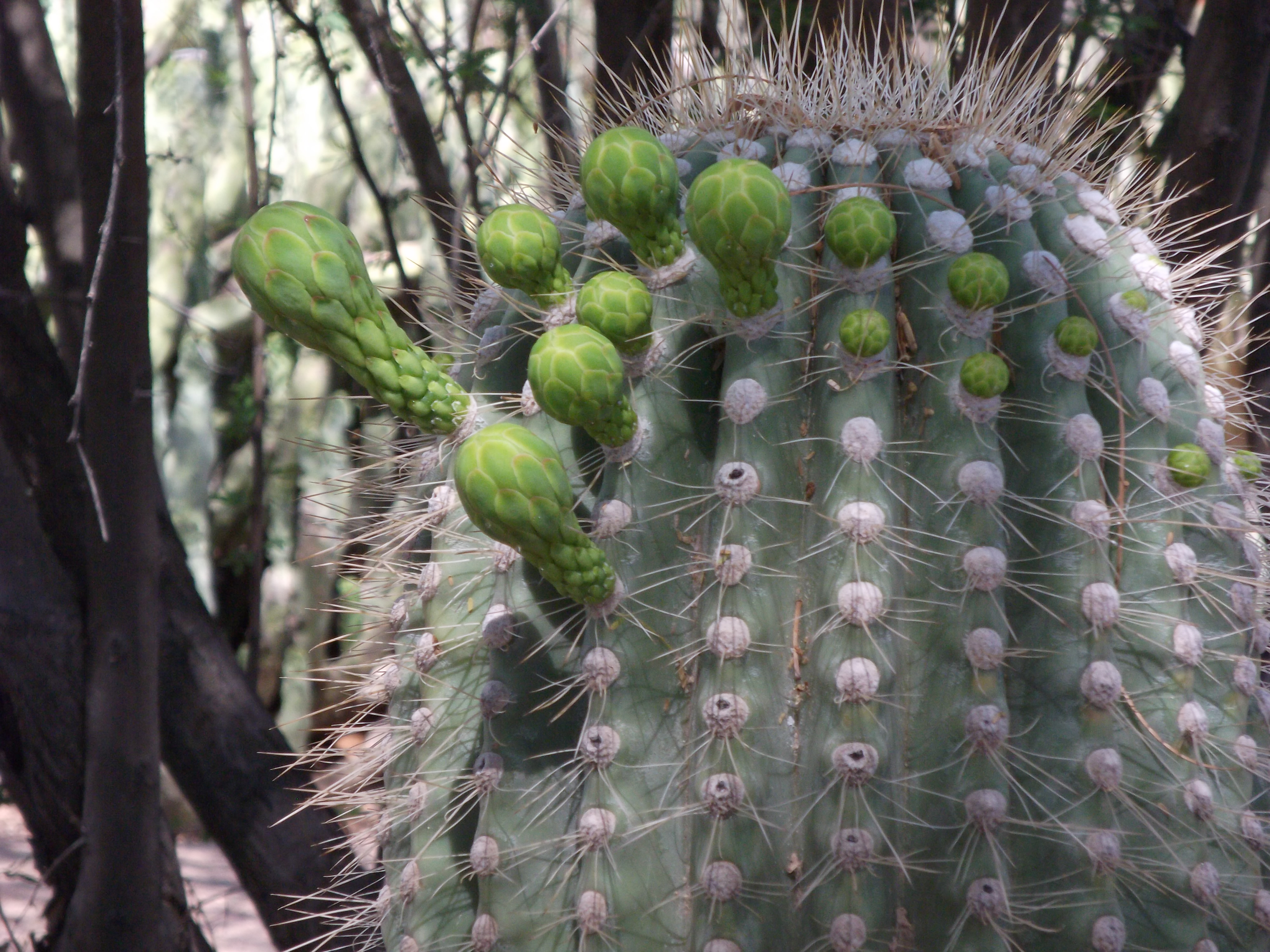 2012_04_28_phxa_019.jpg (large)