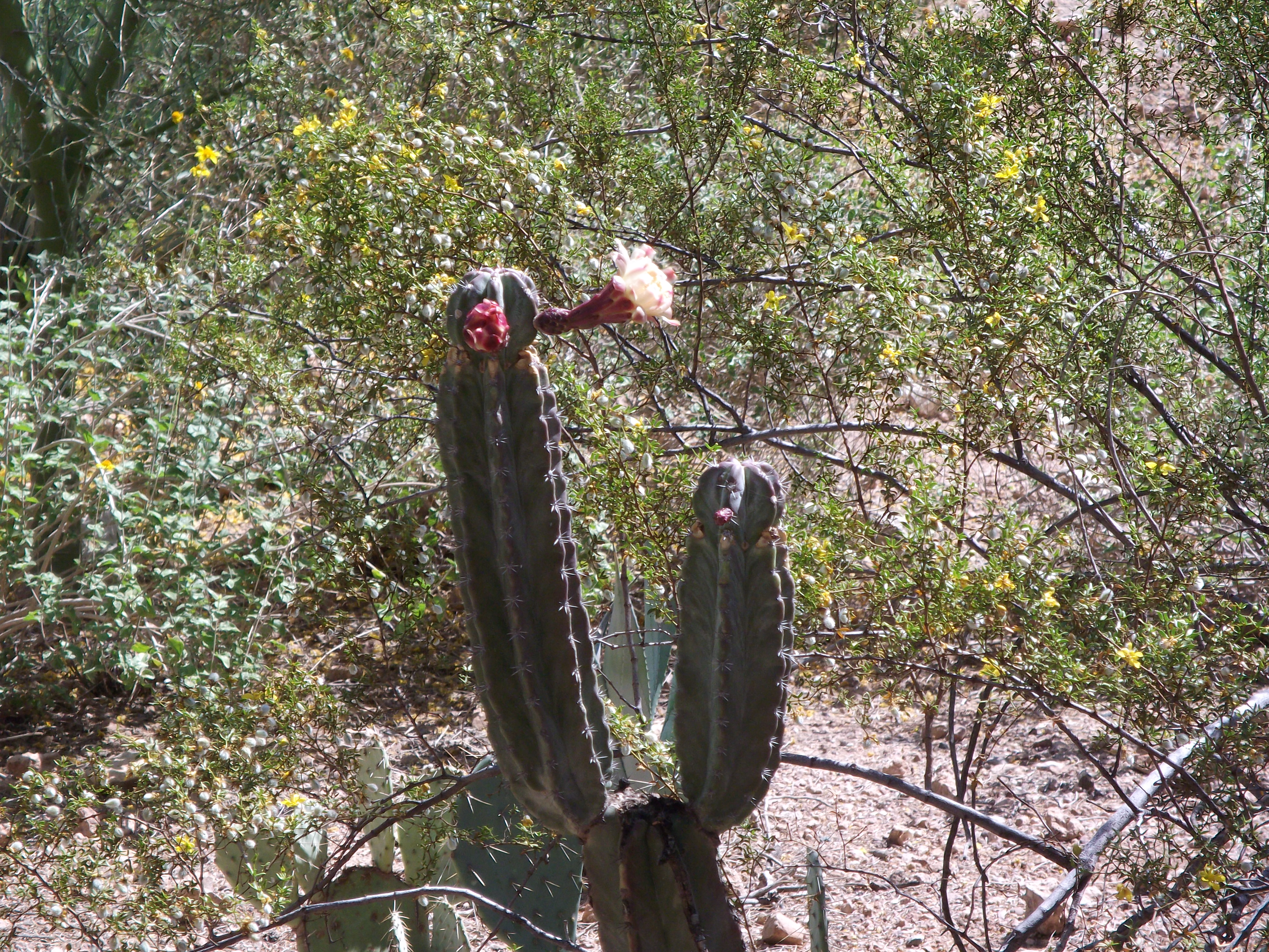 2012_04_28_phxa_020.jpg (large)