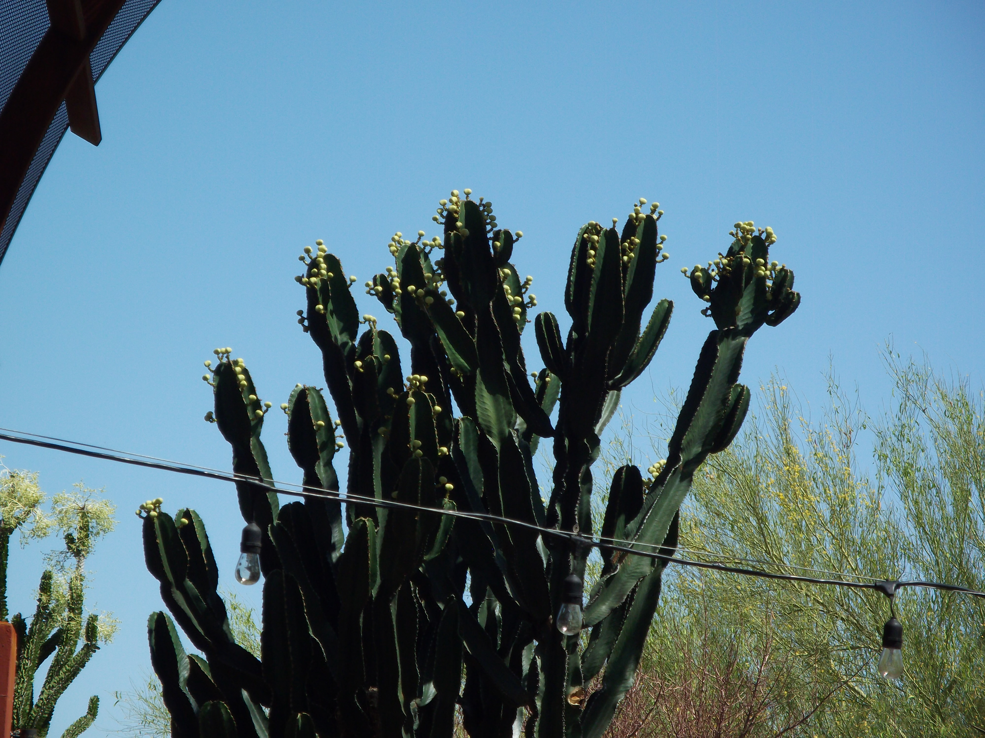 2012_04_28_phxa_036.jpg (large)