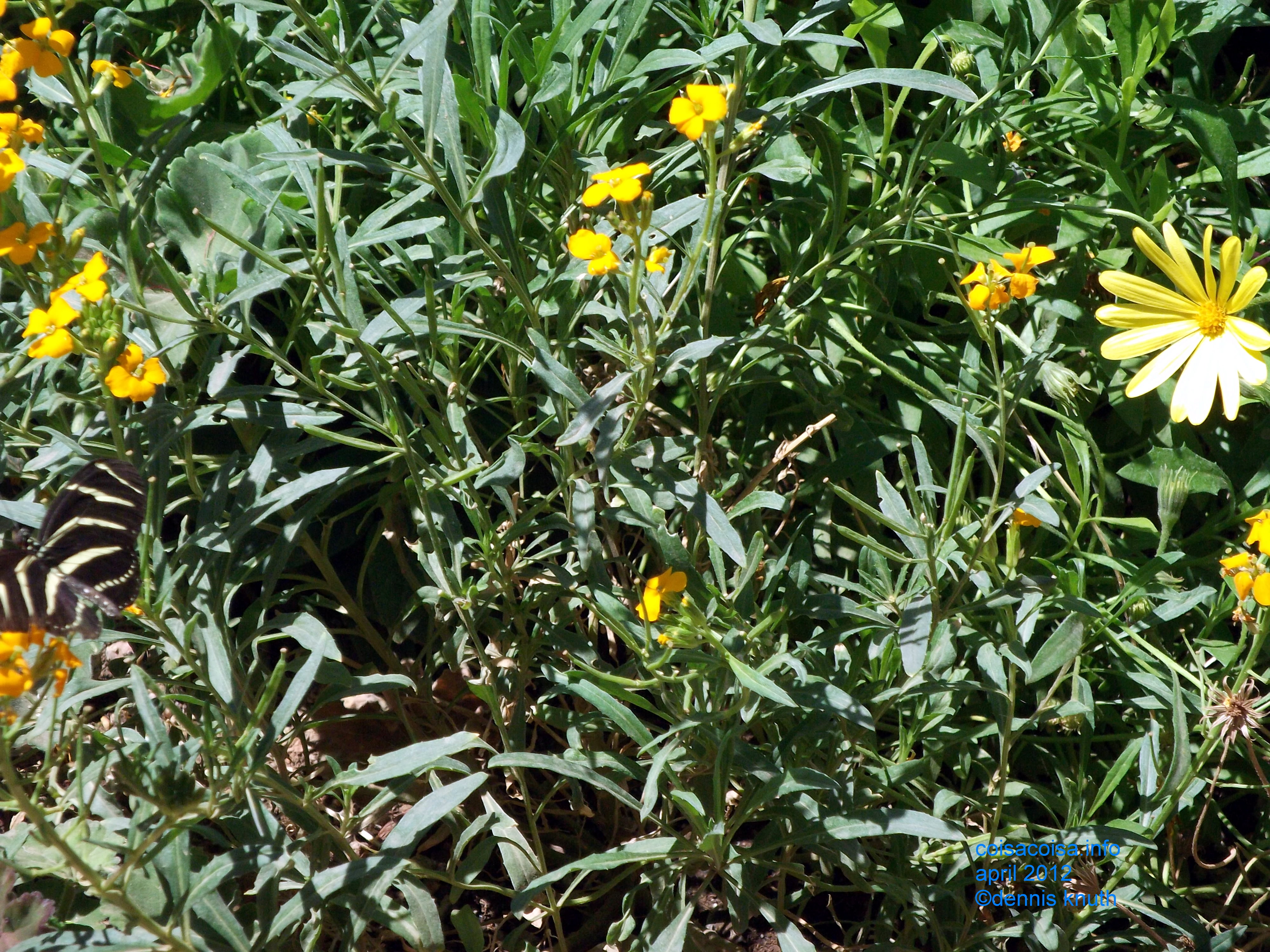 Desert Wild flowers at the botanical garden