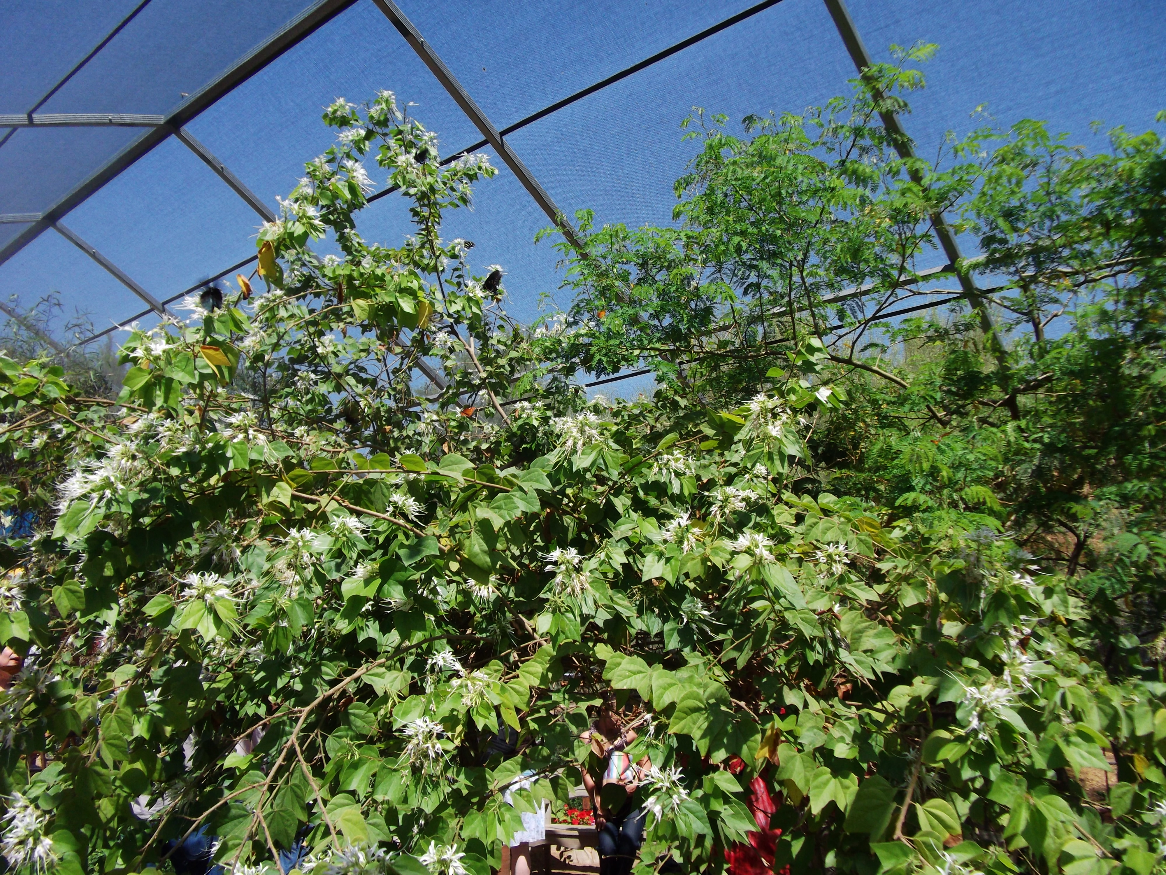 2012_04_28_phxa_066.jpg (large)